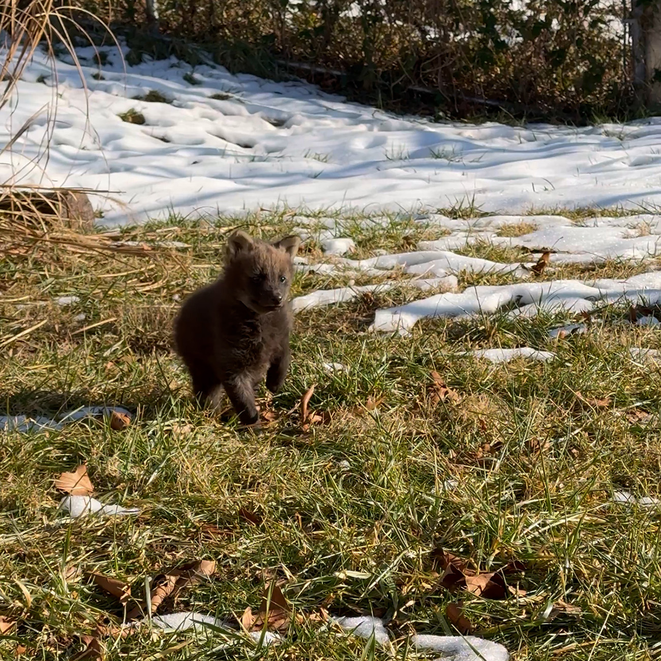 A dark-colored maned wolf pup trotting through grass and snow.