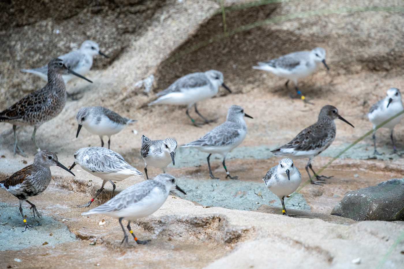 Flock of shorebirds in a zoo exhibit.