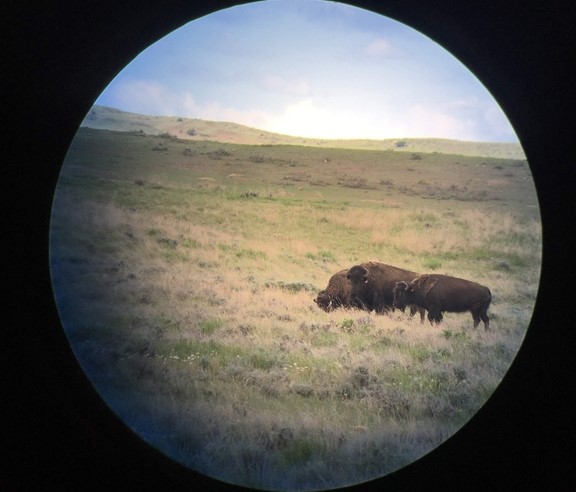 Photo taken through a scope showing two bison on the prairie.