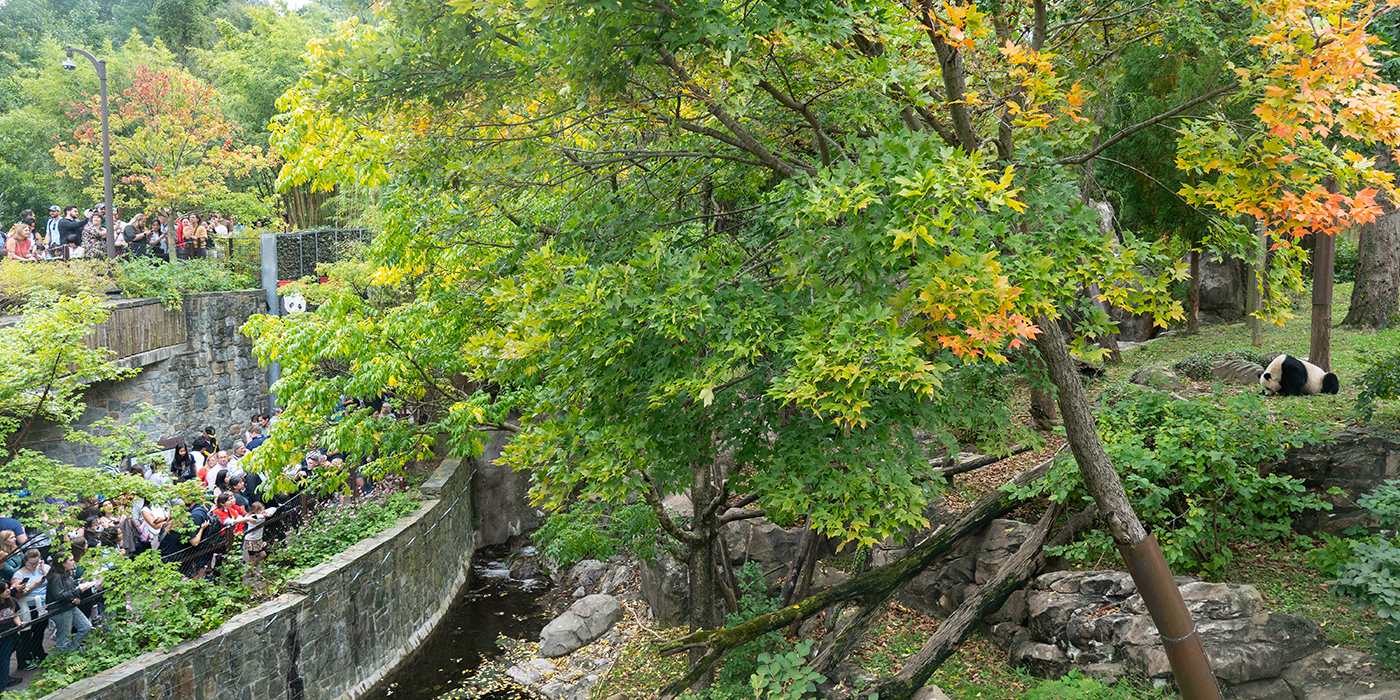 Sweeping panoramic view of the outdoor giant panda habitat.