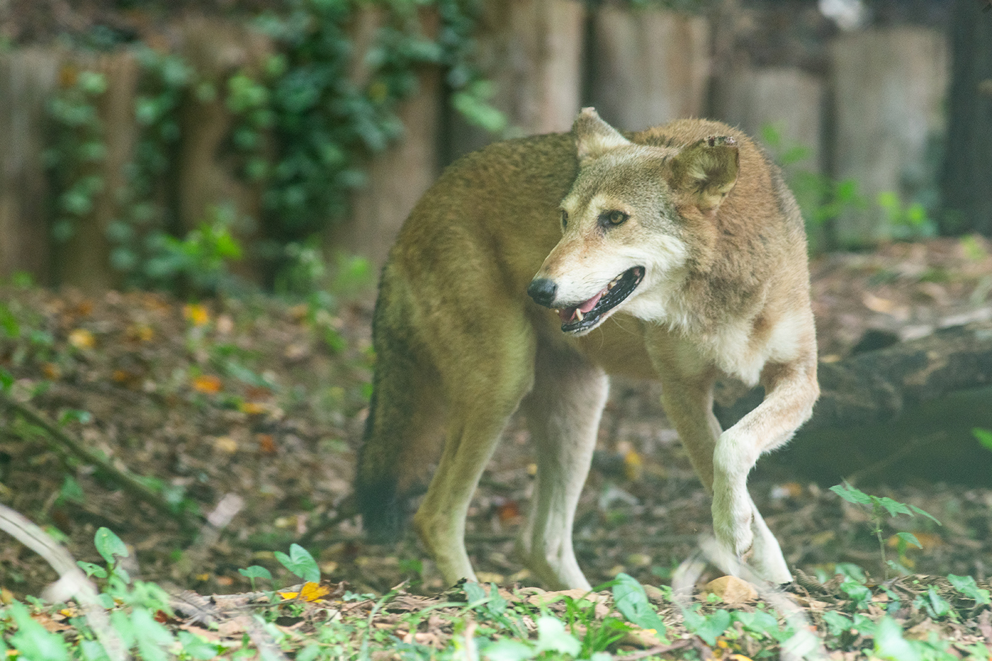 Red wolf in a forest zoo habitat.