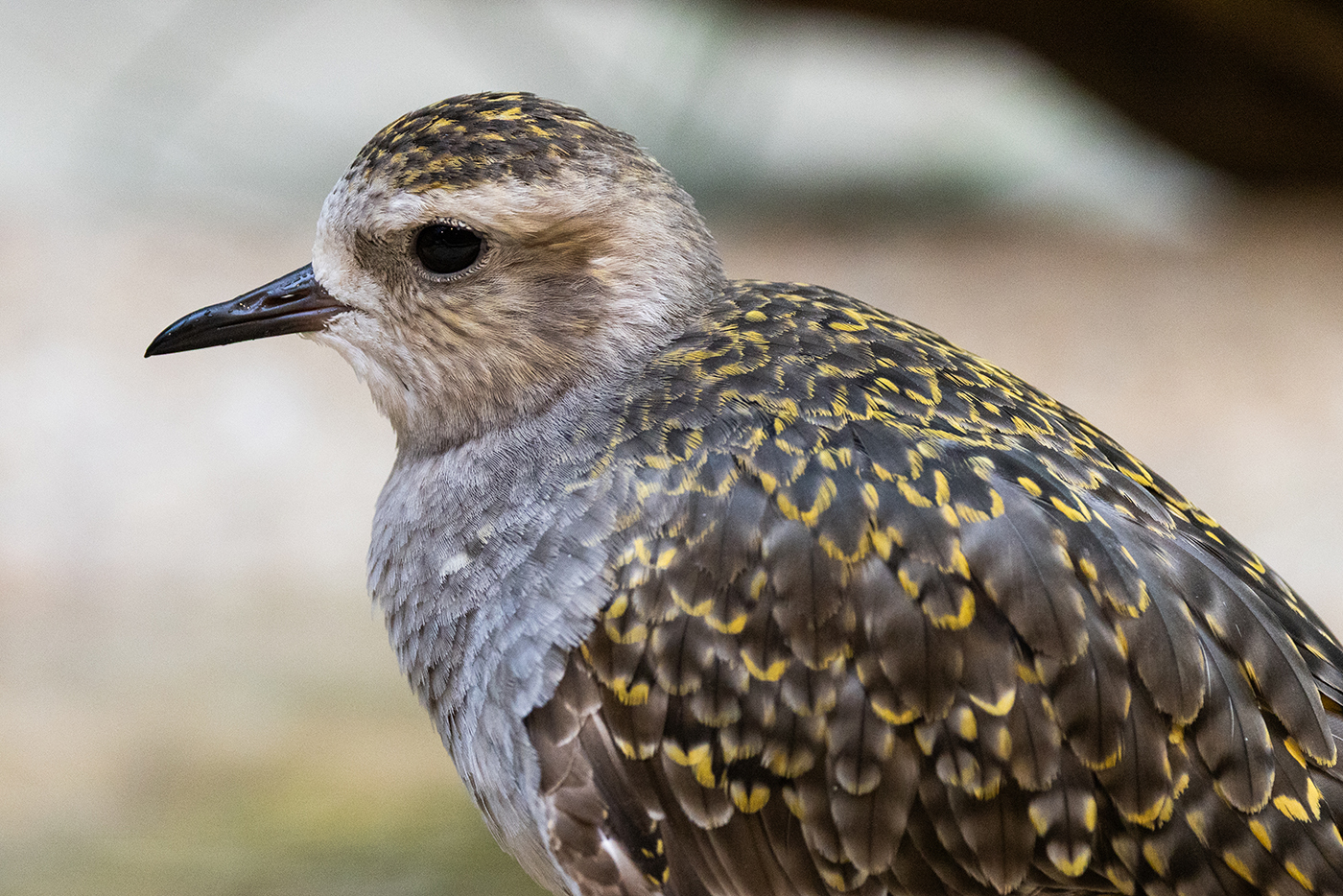 American golden plover