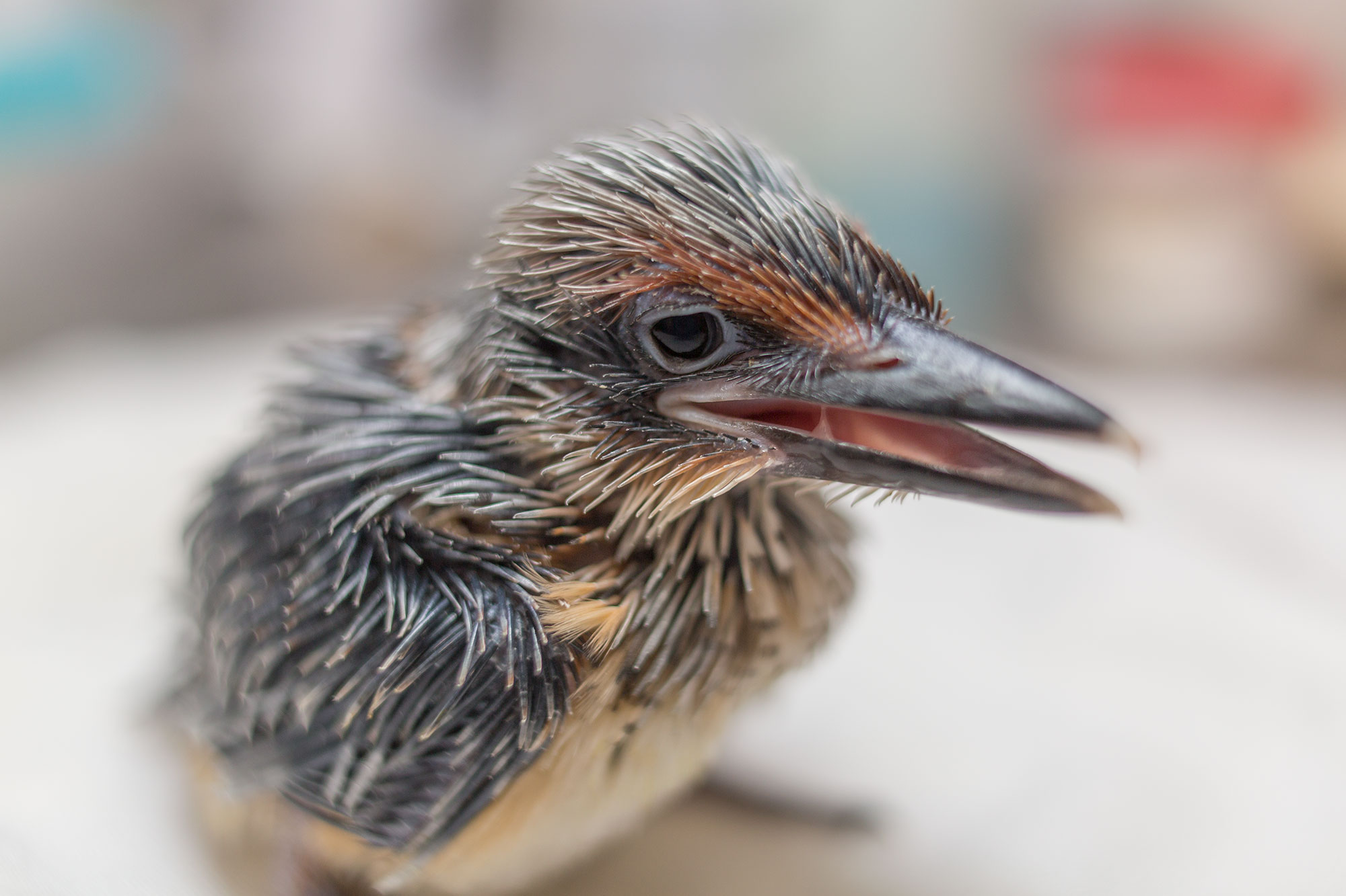 A newly-hatched sihek chick at the Smithsonian’s Conservation Biology Institute in 2018. (Smithsonian/Roshan Patel)