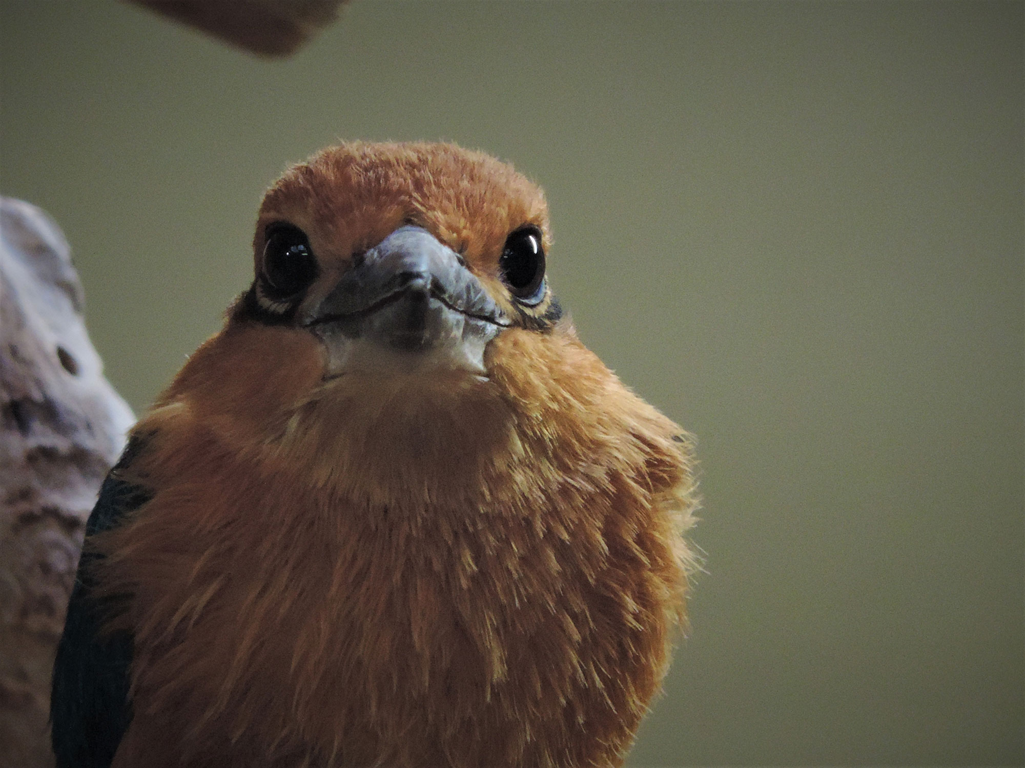 A young sihek at the Smithsonian’s National Zoo and Conservation Biology Institute. (Smithsonian/Erica Royer)