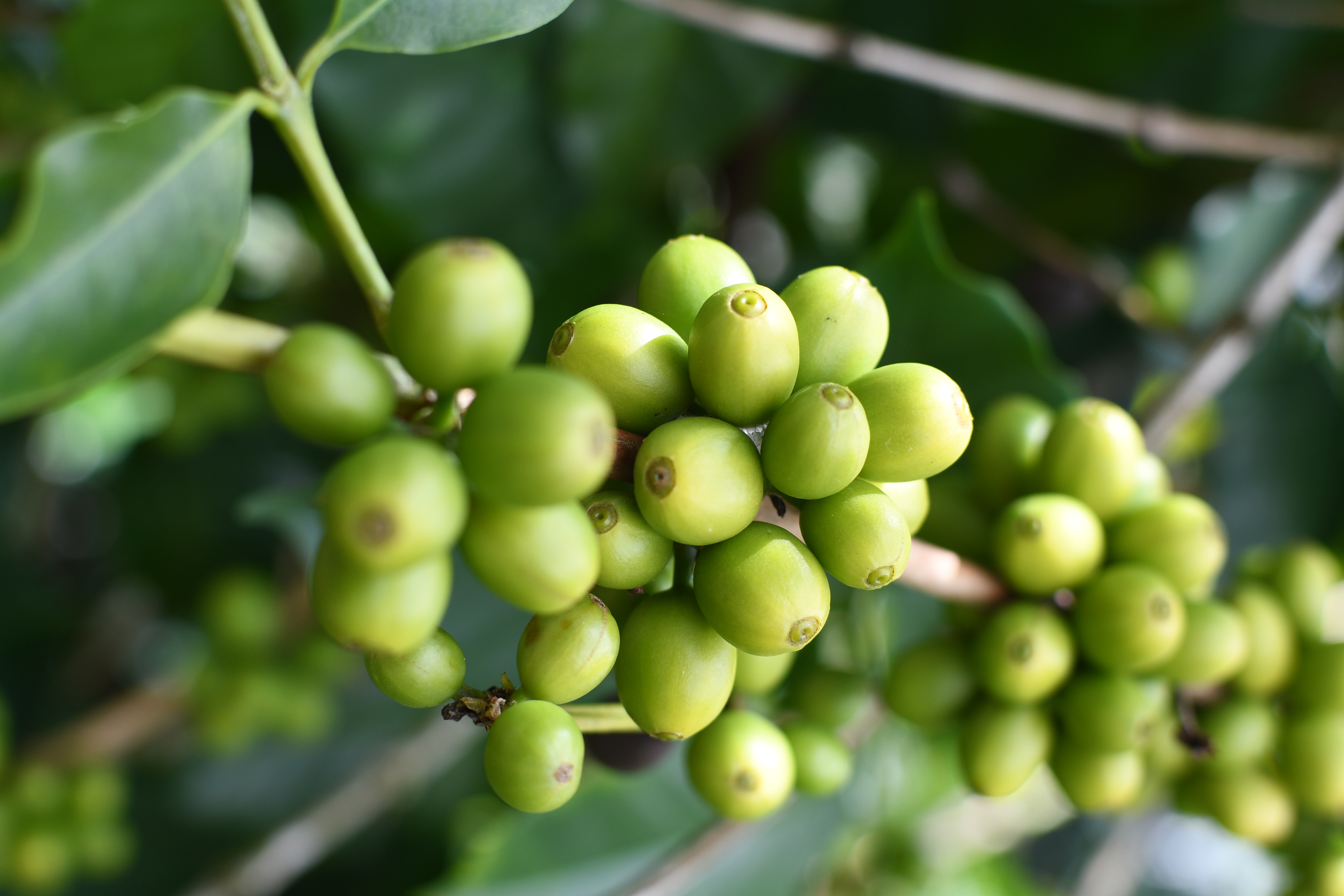 Green Coffee Beans