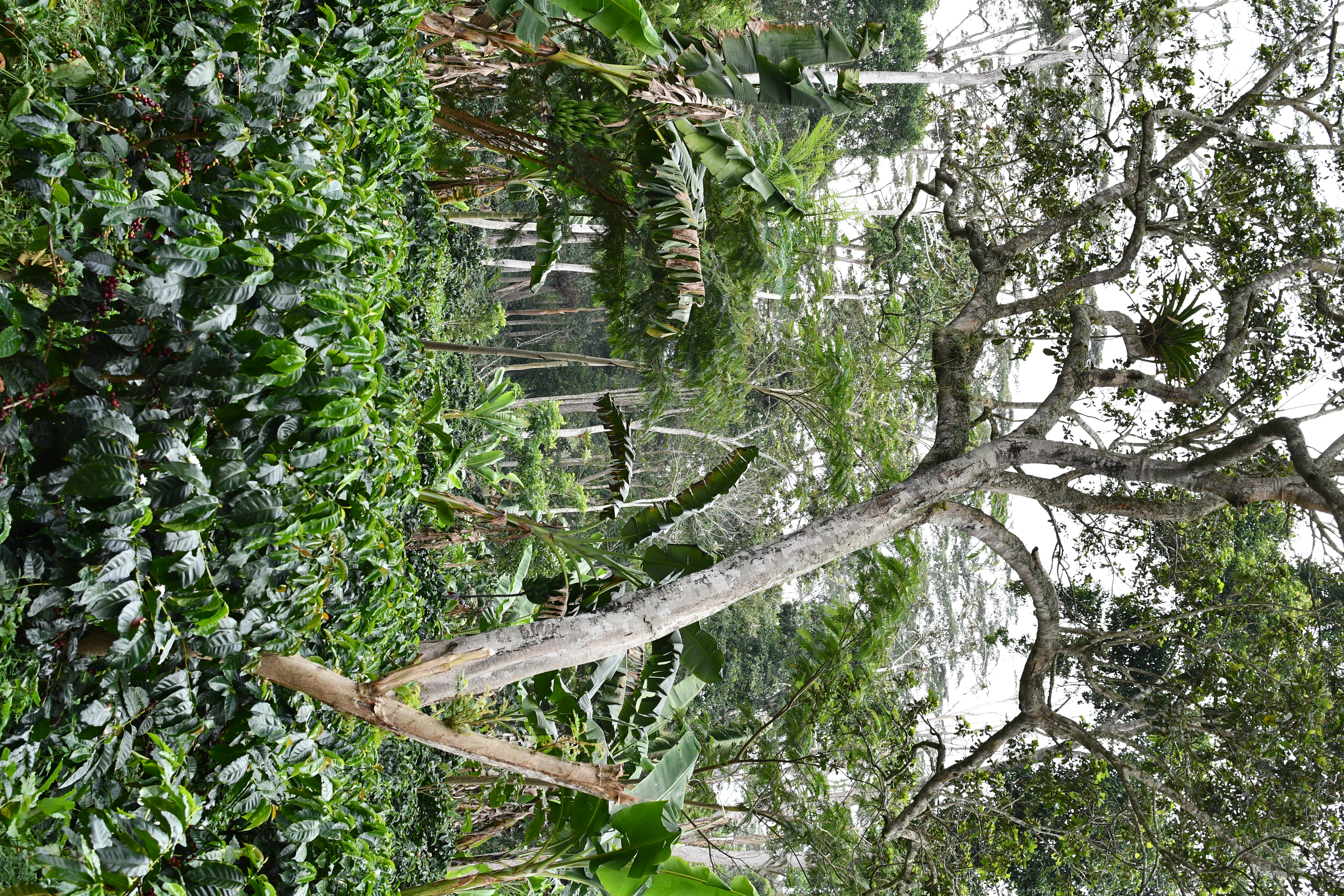Bird Friendly Shade Grown Farm
