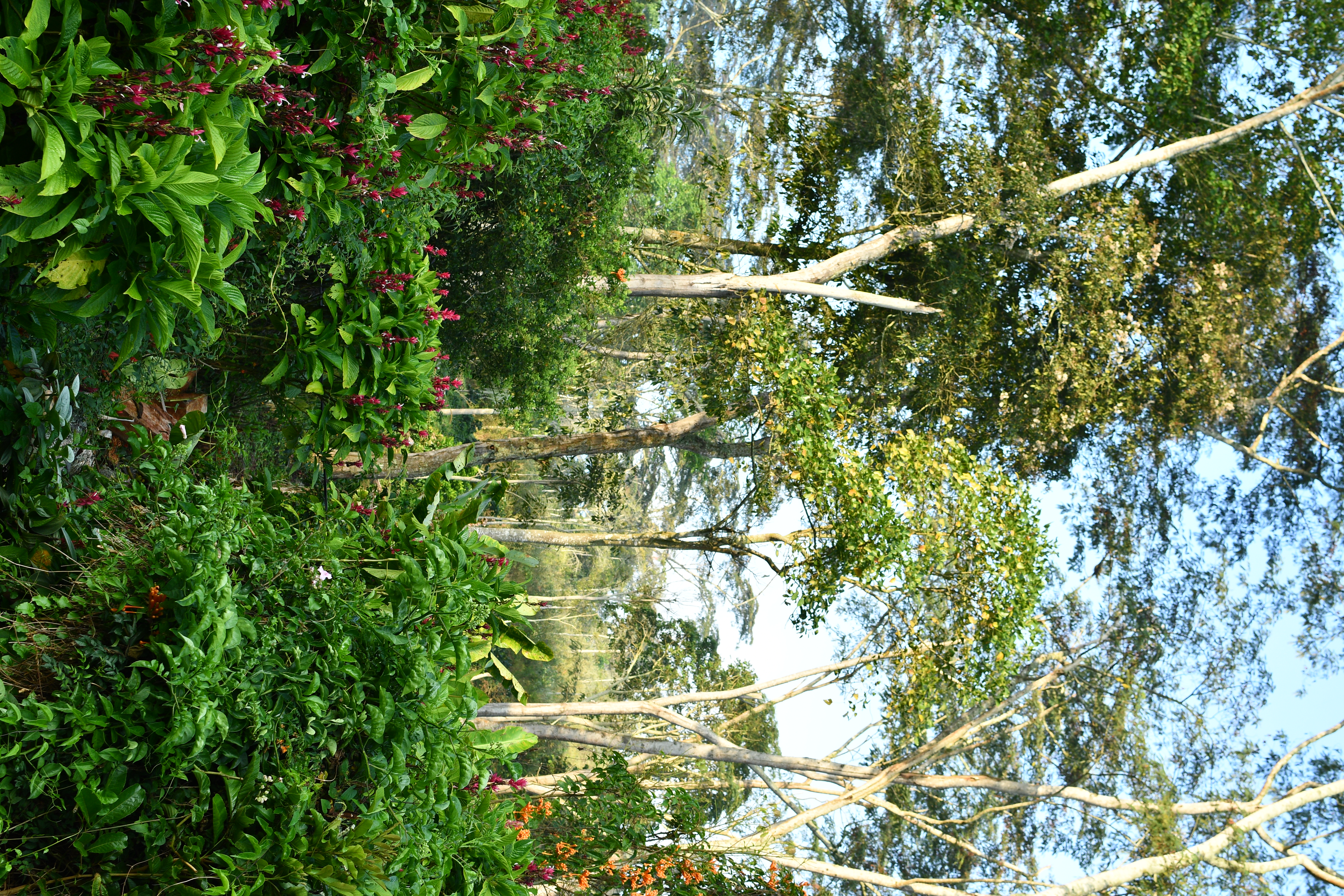 Colorful BF Farm