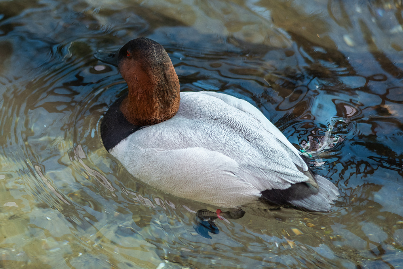 Male canvasback duck floats in a pool.