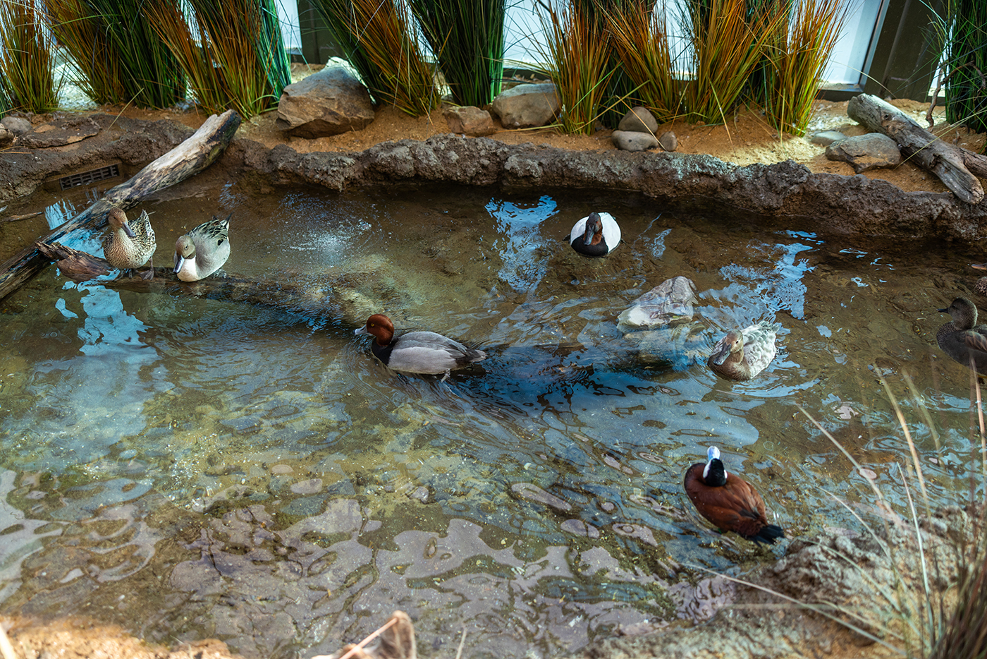A mixed-species flock of ducks floating in a natural-like pond.