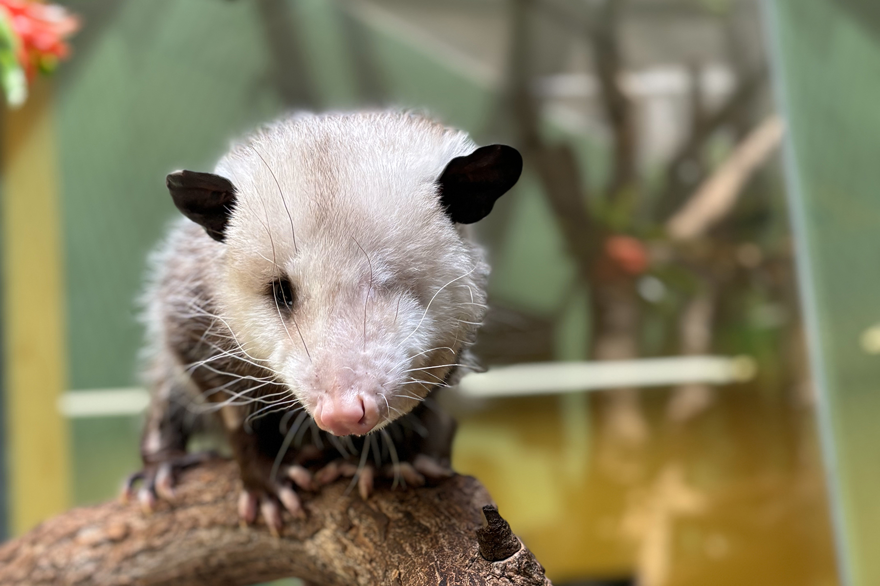 Virginia opossum Basil climbs a branch and explores his habitat. Credit: Mimi Nowlin/Smithsonian Virginia opossum Basil climbs a branch and explores his habitat. Credit: Mimi Nowlin/Smithsonian