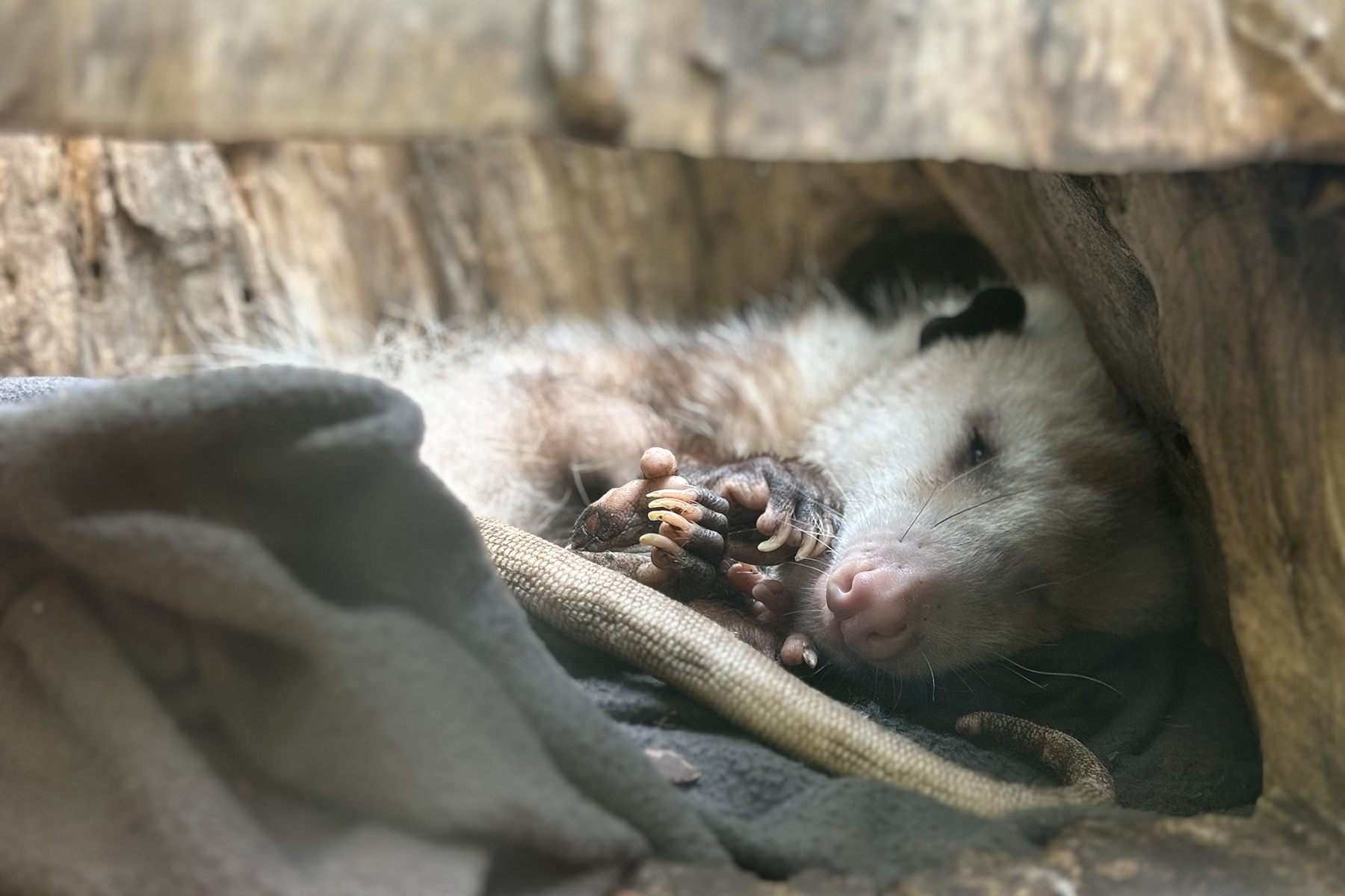 Virginia opossum Basil sleeps inside a hollow log in his Small Mammal House habitat. Credit: Mimi Nowlin/Smithsonian Virginia opossum Basil sleeps inside a hollow log in his Small Mammal House habitat. Credit: Mimi Nowlin/Smithsonian