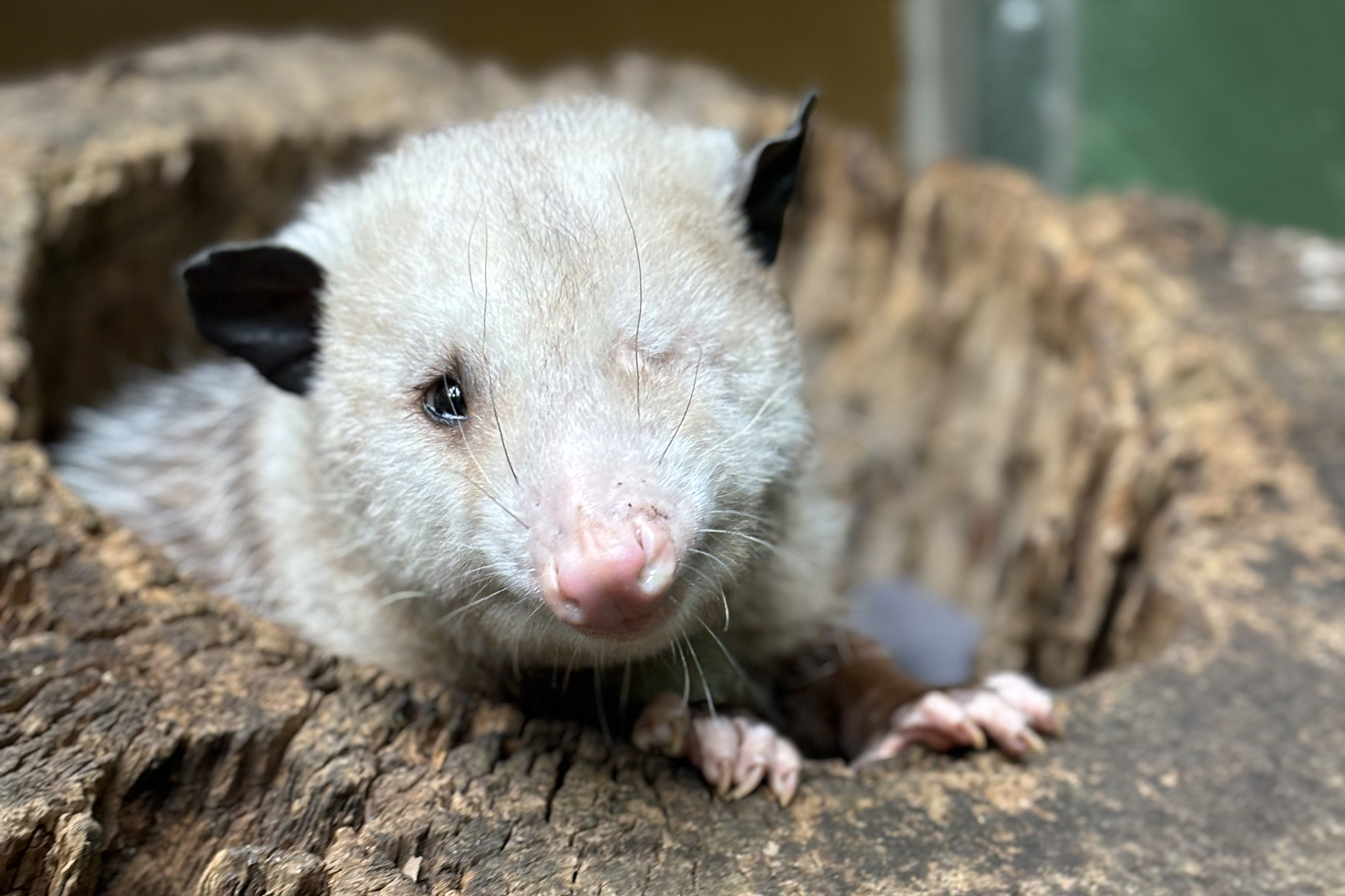 Virginia opossum Basil emerges from a hollow log in his Small Mammal House habitat. Credit: Mimi Nowlin/Smithsonian Virginia opossum Basil emerges from a hollow log in his Small Mammal House habitat. Credit: Mimi Nowlin/Smithsonian