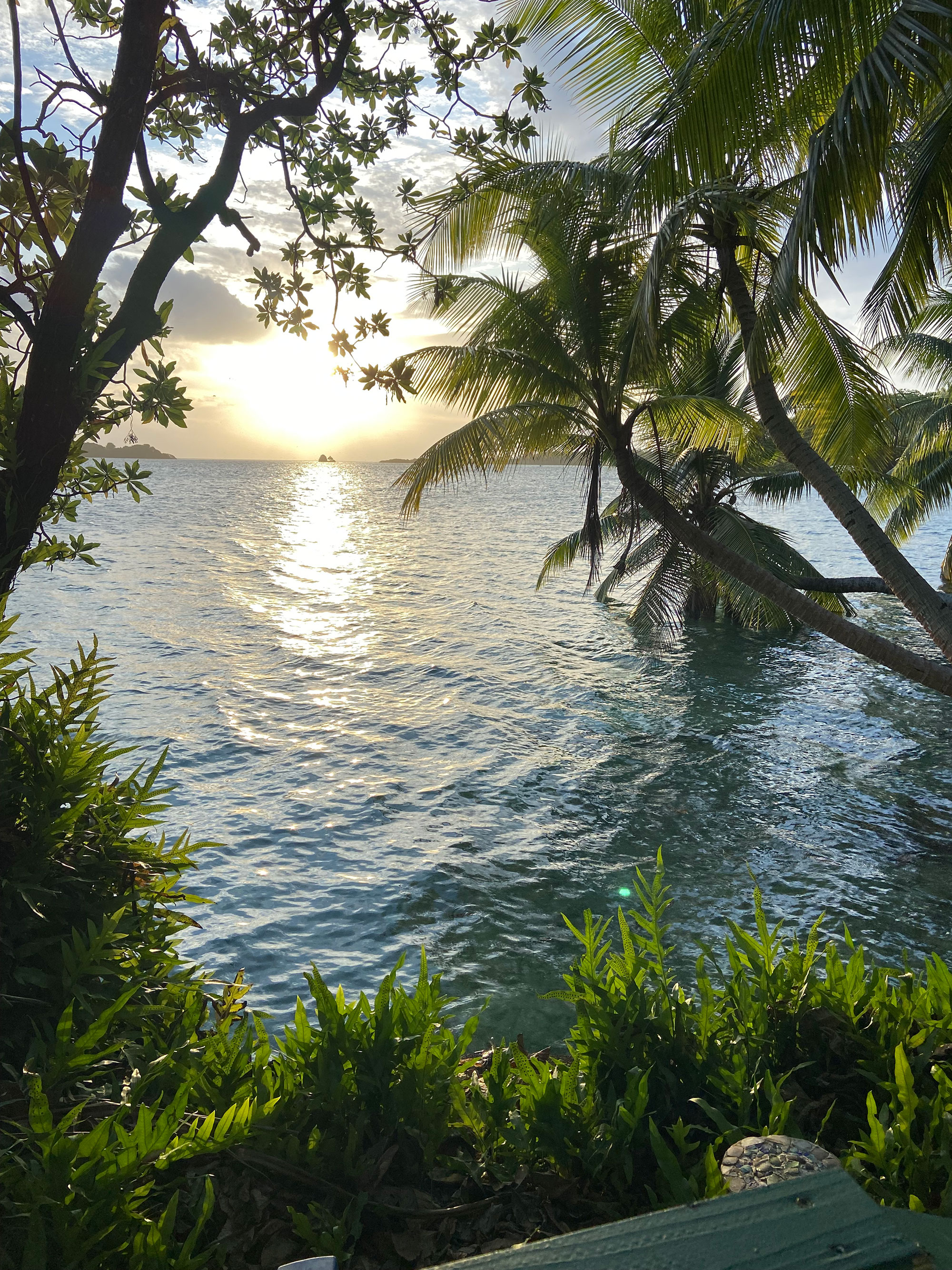Palmyra Atoll. Biologists hope to increase the population of sihek in Palmyra to about 20 breeding pairs. 