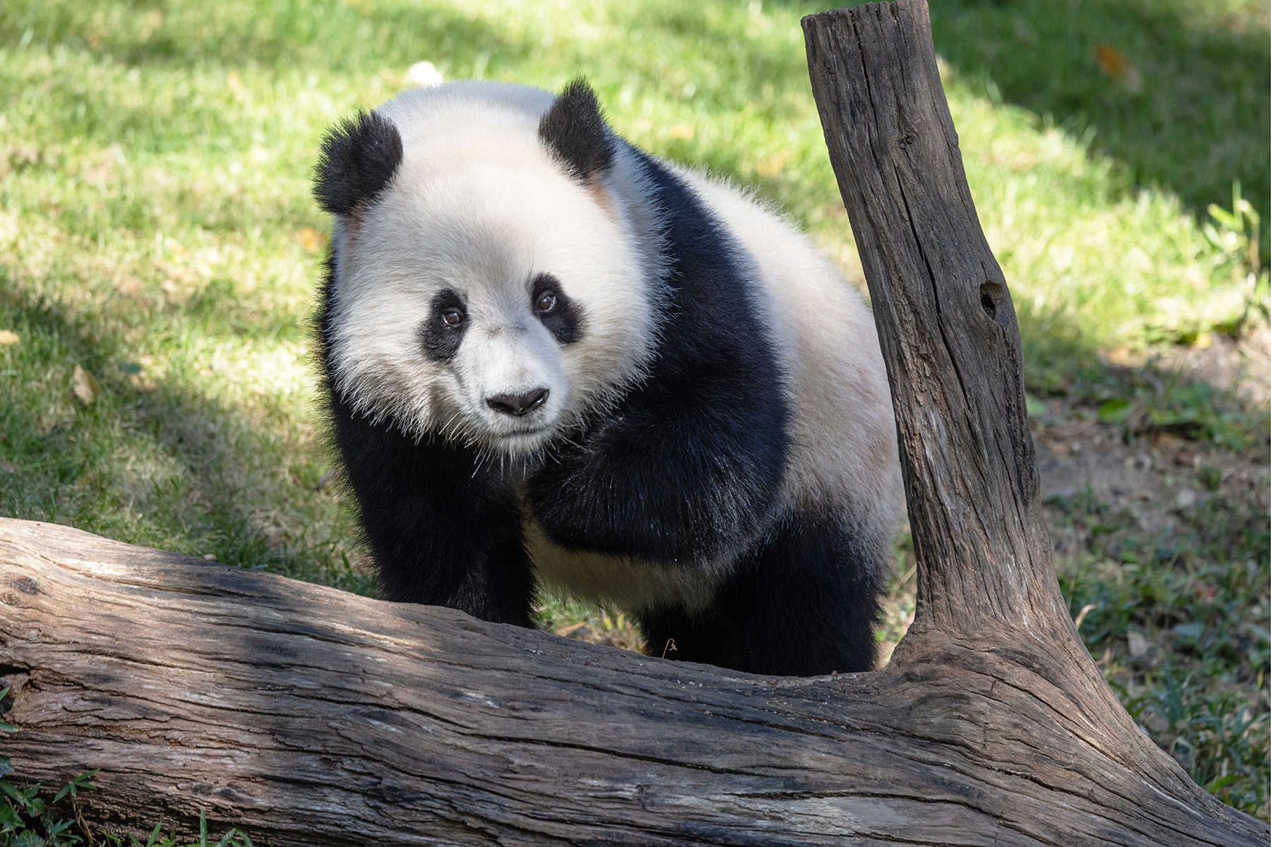 Giant panda Qing Bao explored her outdoor habitat at the David M. Rubenstein Family Giant Panda Habitat. Credit: Roshan Patel/Smithsonian Giant panda Qing Bao explored her outdoor habitat at the David M. Rubenstein Family Giant Panda Habitat. Credit: Roshan Patel/Smithsonian