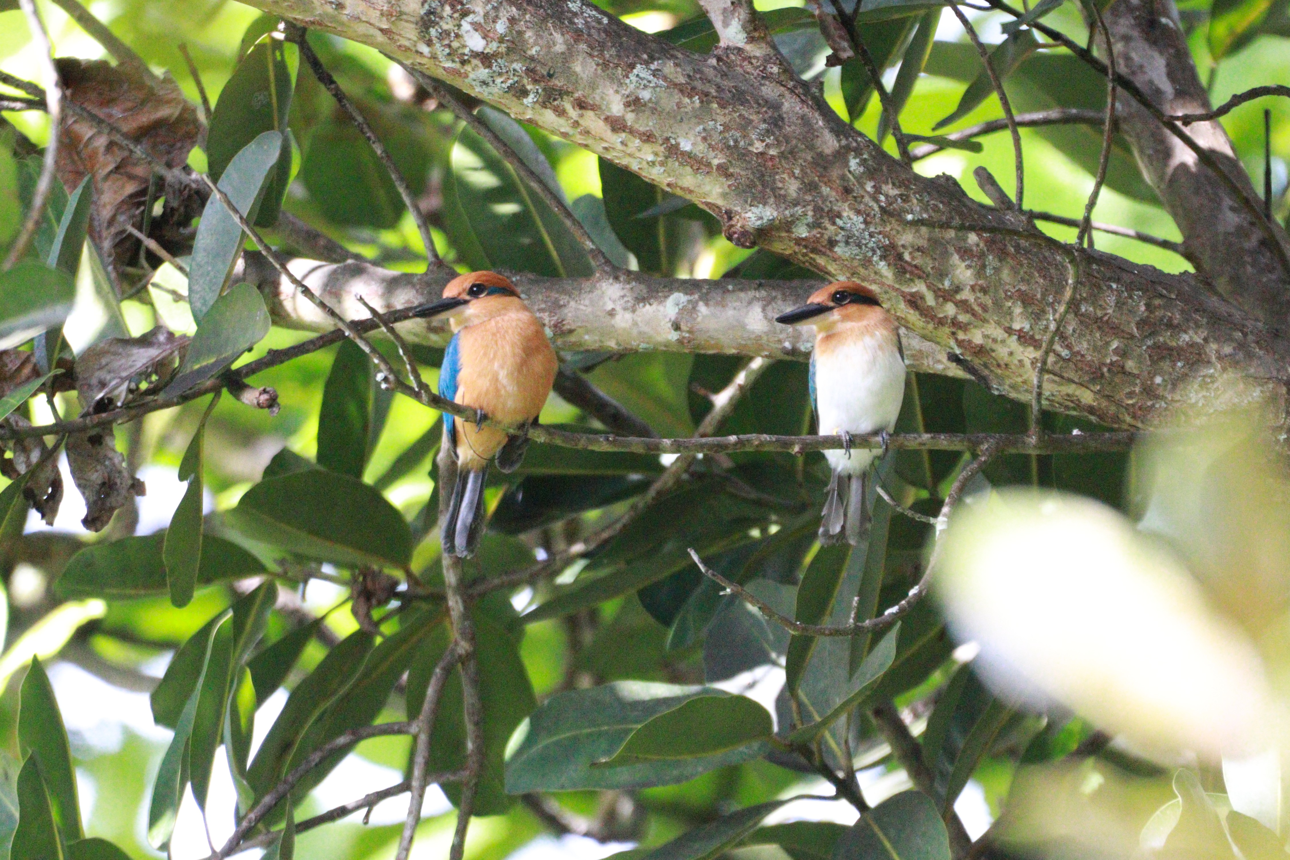 Two sihek perch in a tree at Palmyra Atoll.