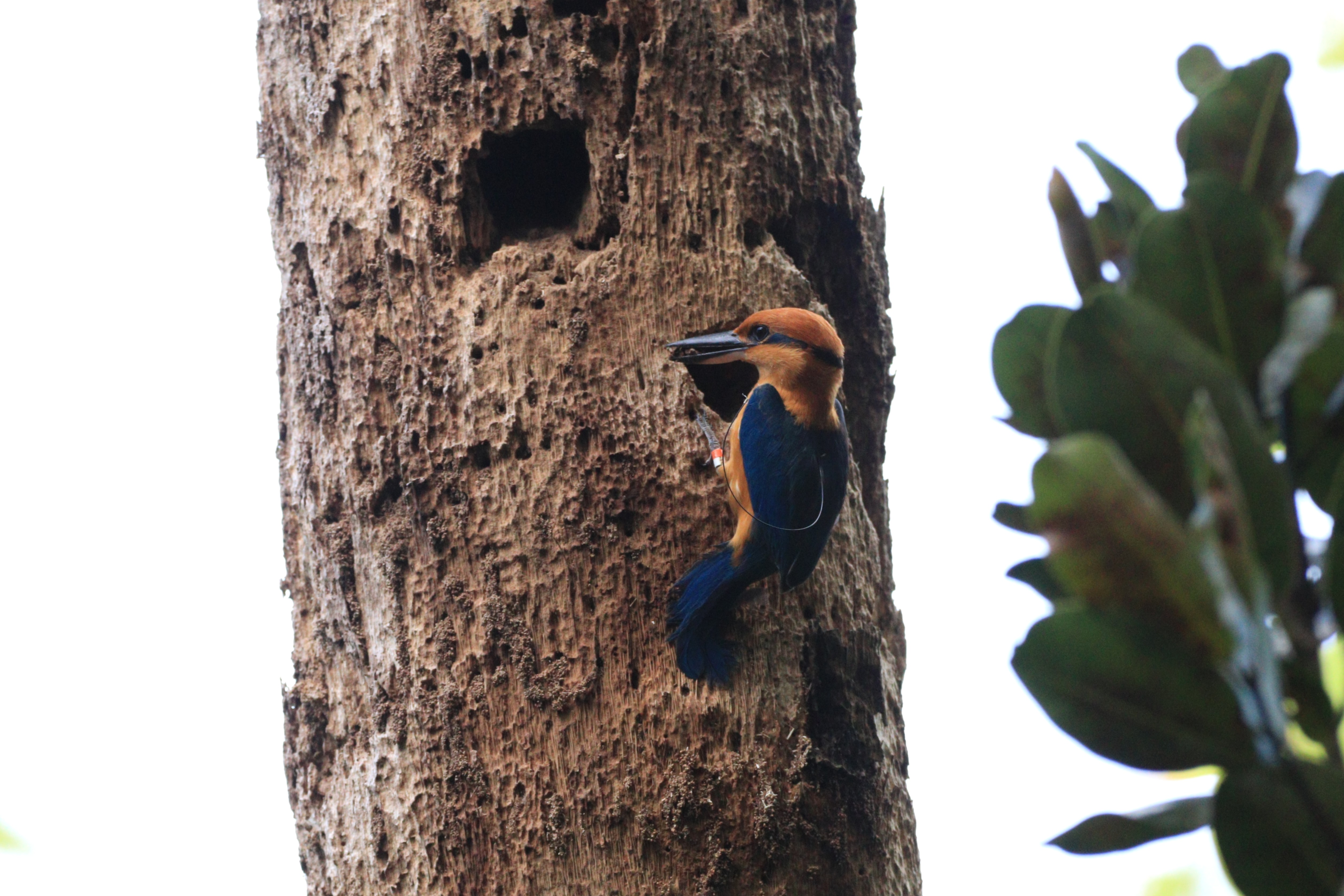 Sihek digging into a tree cavity