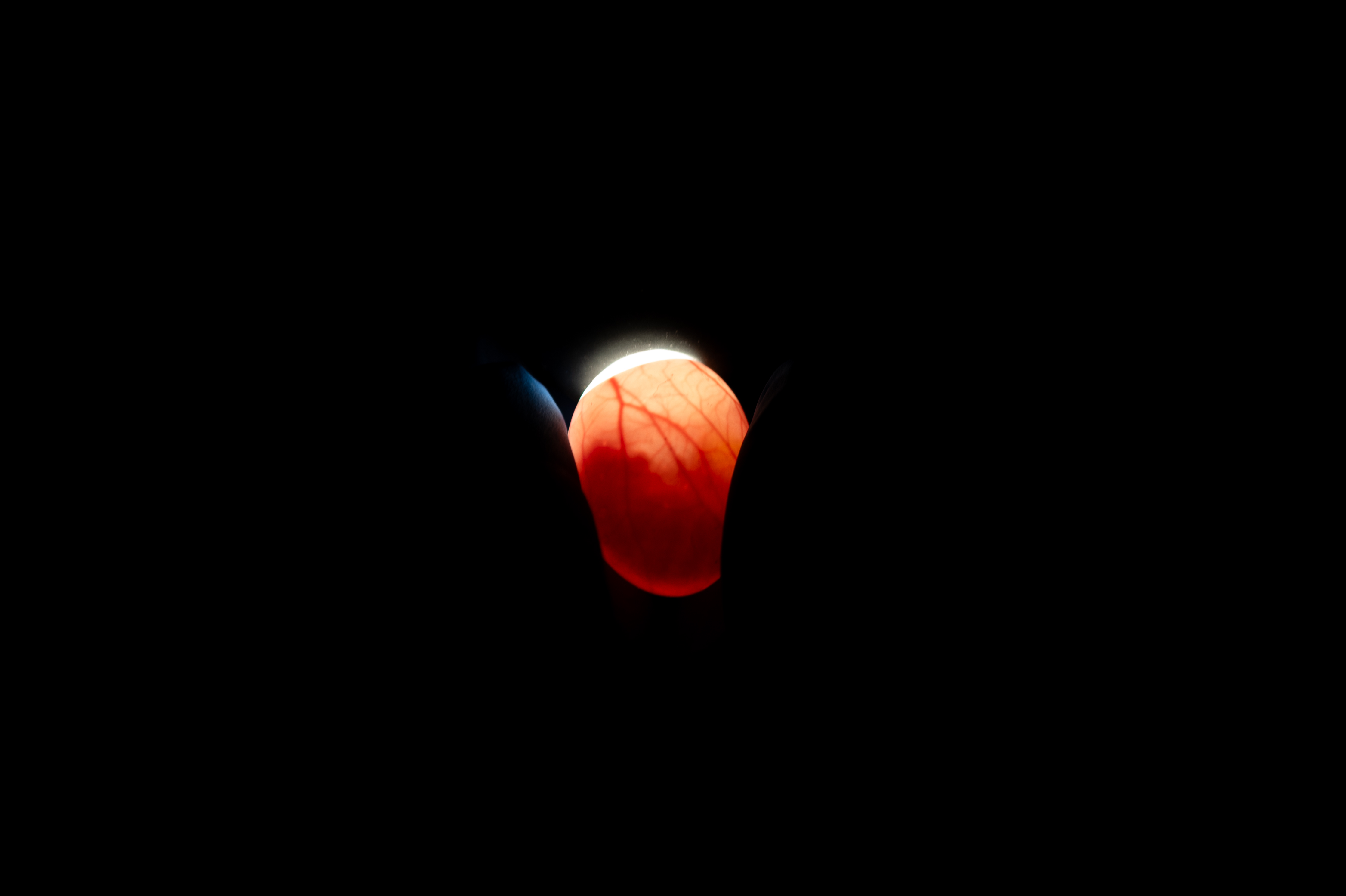 Candling Sihek (Guam kingfisher) egg at the Smithsonian's Conservation Biology Institute.