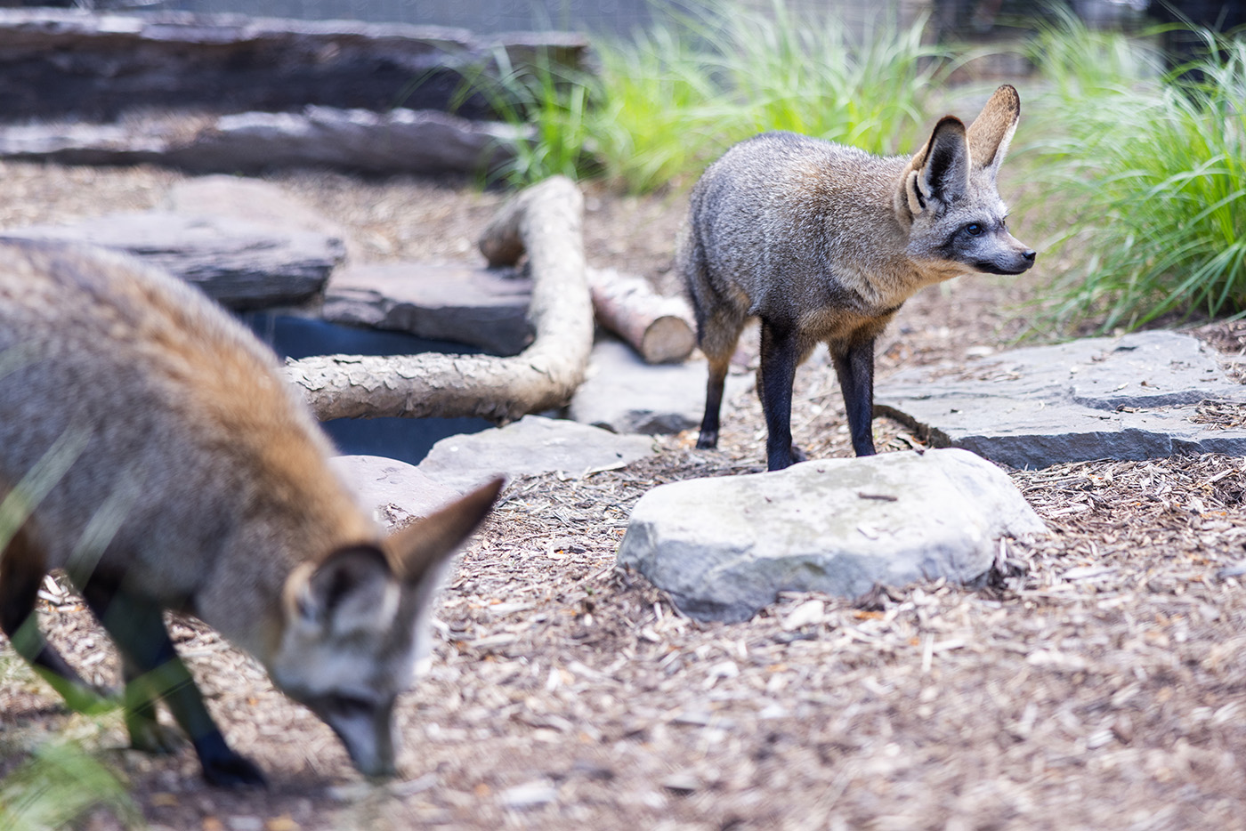 Two bat-eared foxes looking off to the side