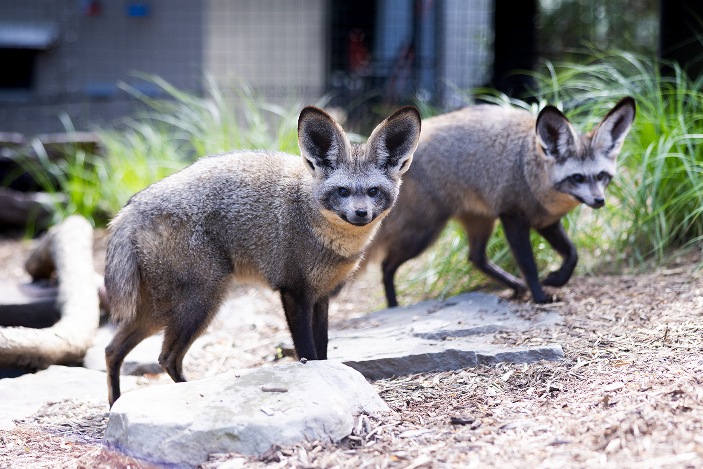 Two bat-eared foxes in their outdoor habitat.