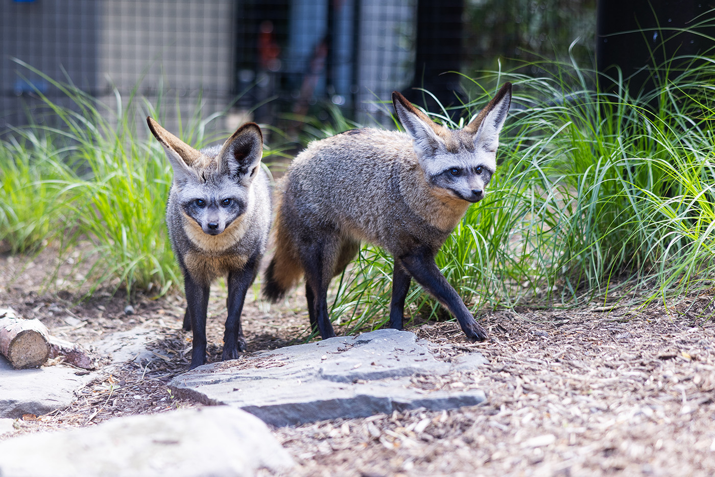 Two bat-eared foxes looking into the camera