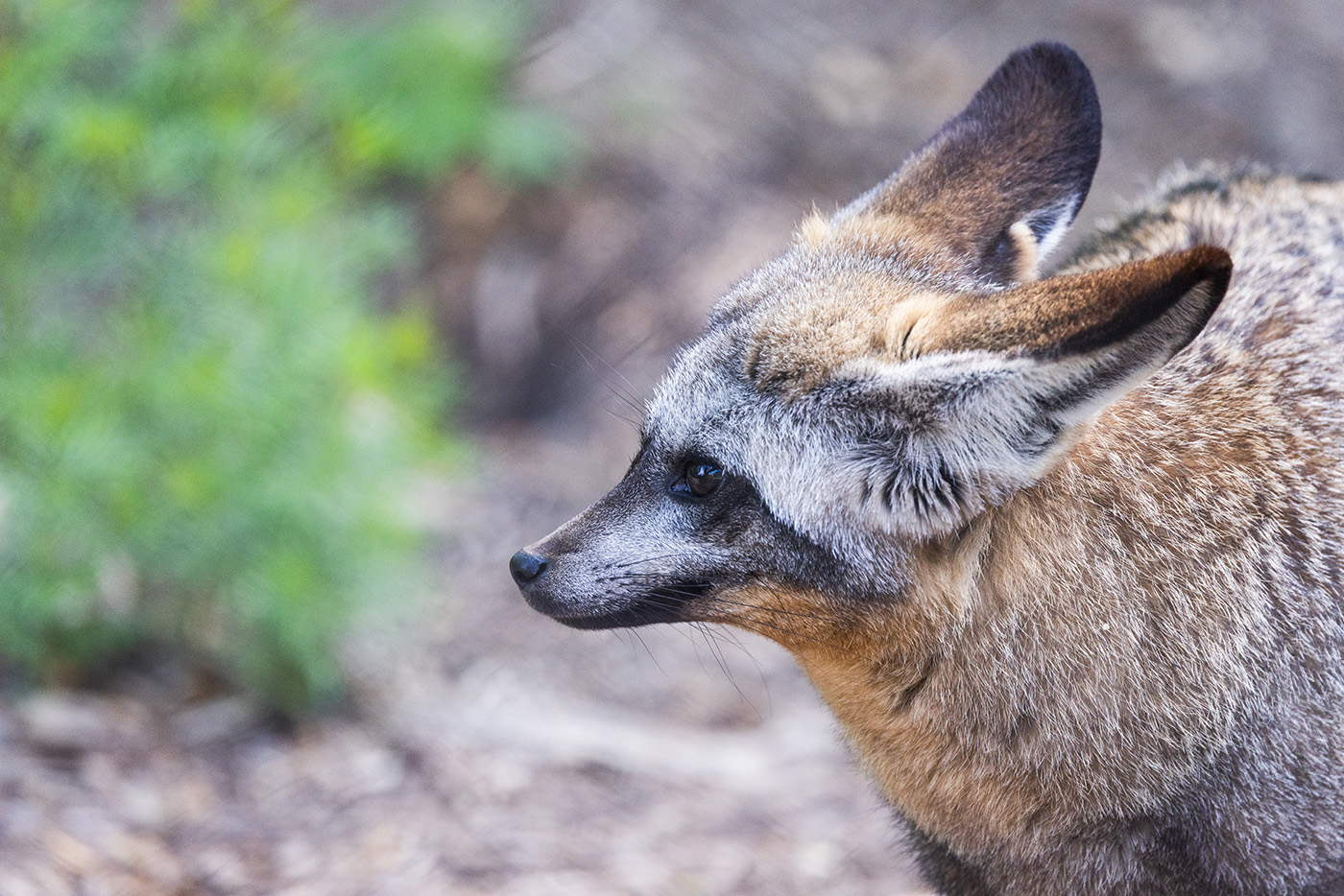Side view of a bat-eared fox.