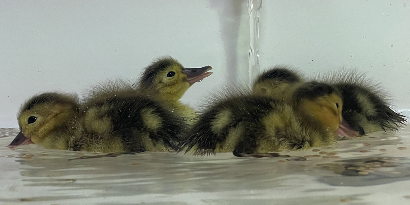 Four ducklings float in a small tub.