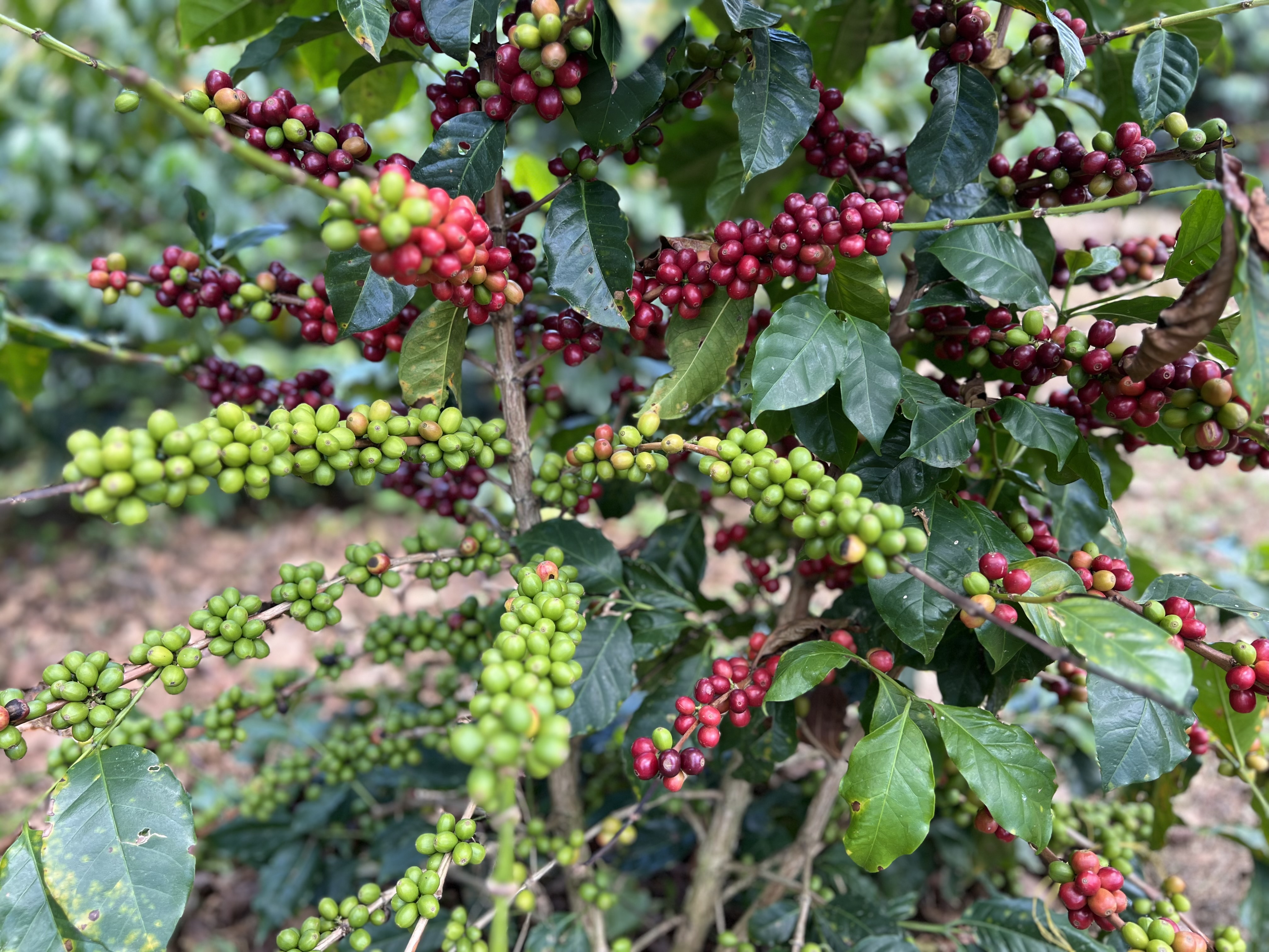 Coffee beans on plant Coffee beans on plant