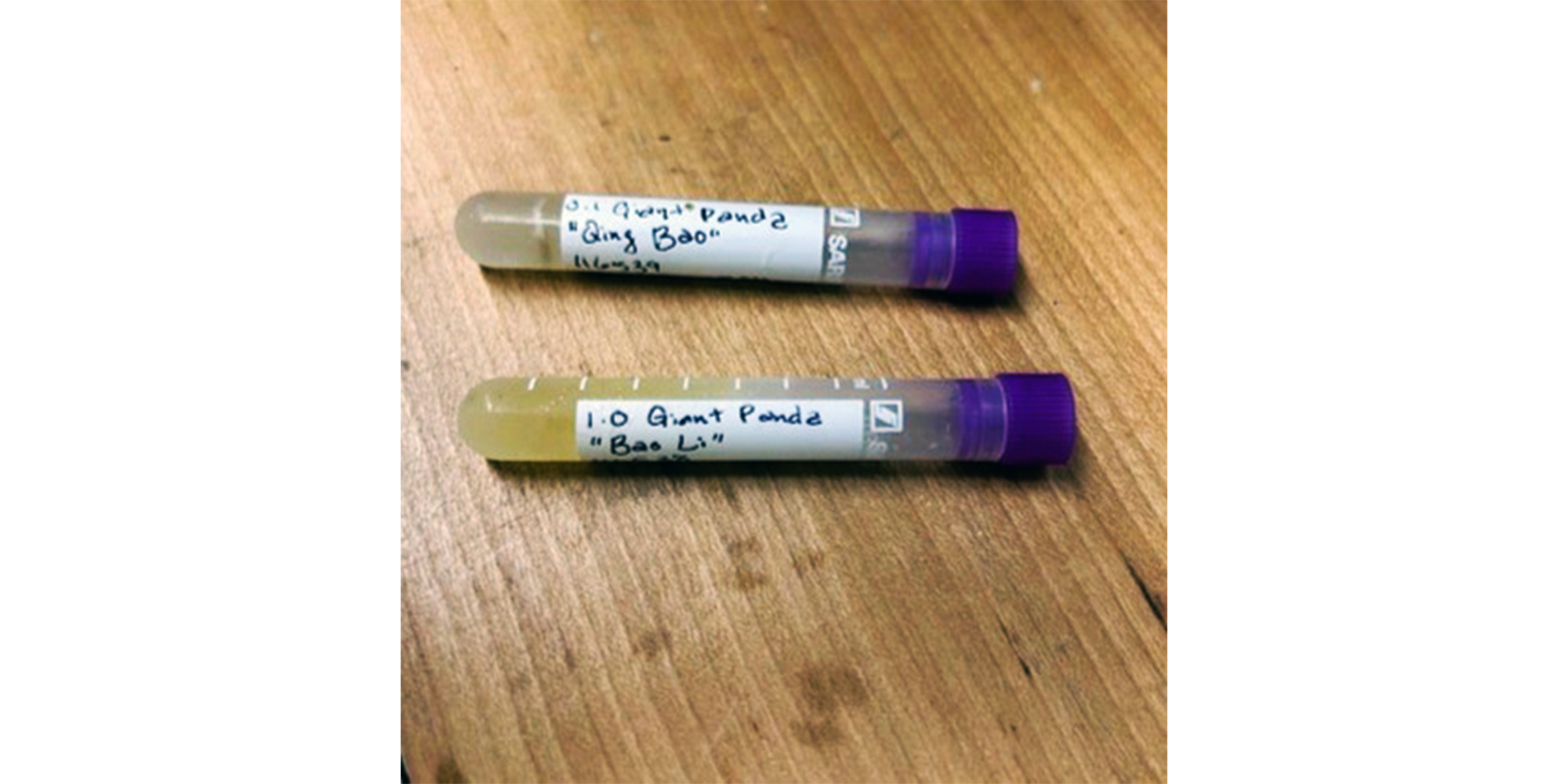 Giant panda urine samples for Bao Li and Qing Bao. Credit: Laurie Thompson/Smithsonian Giant panda urine samples for Bao Li and Qing Bao. Credit: Laurie Thompson/Smithsonian