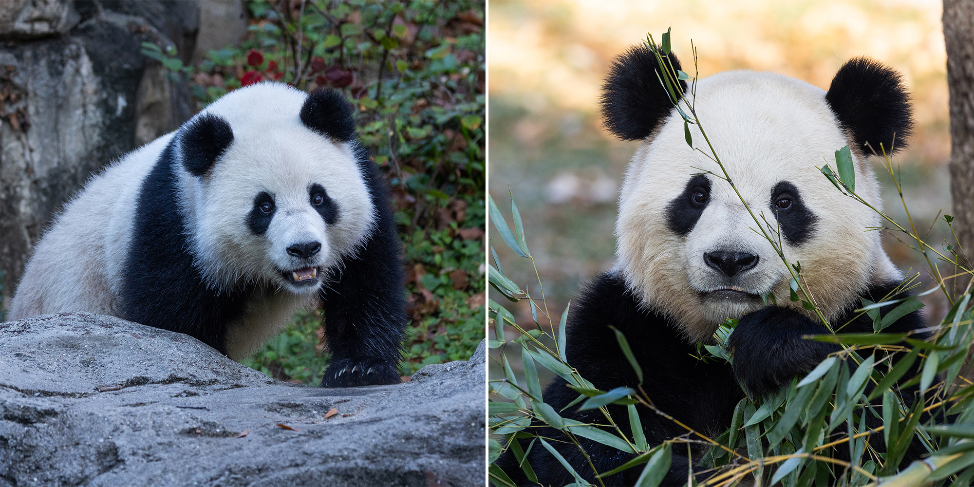 Giant pandas Qing Bao (left) and Bao Li (right) in their outdoor habitats. Credit: Roshan Patel/Smithsonian Giant pandas Qing Bao (left) and Bao Li (right) in their outdoor habitats. Credit: Roshan Patel/Smithsonian