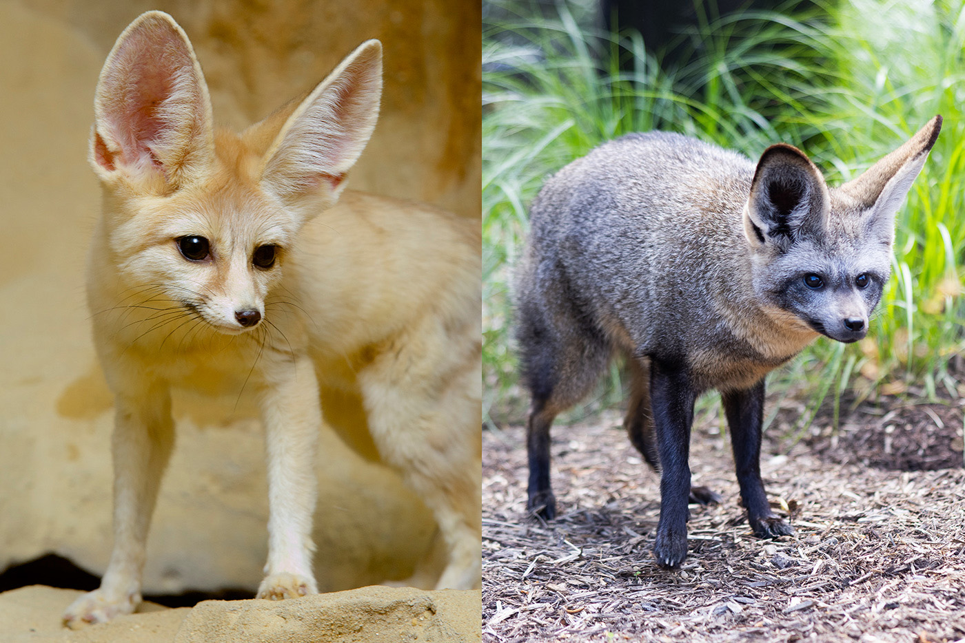 Fennec fox on the left, bat-eared fox on the right.