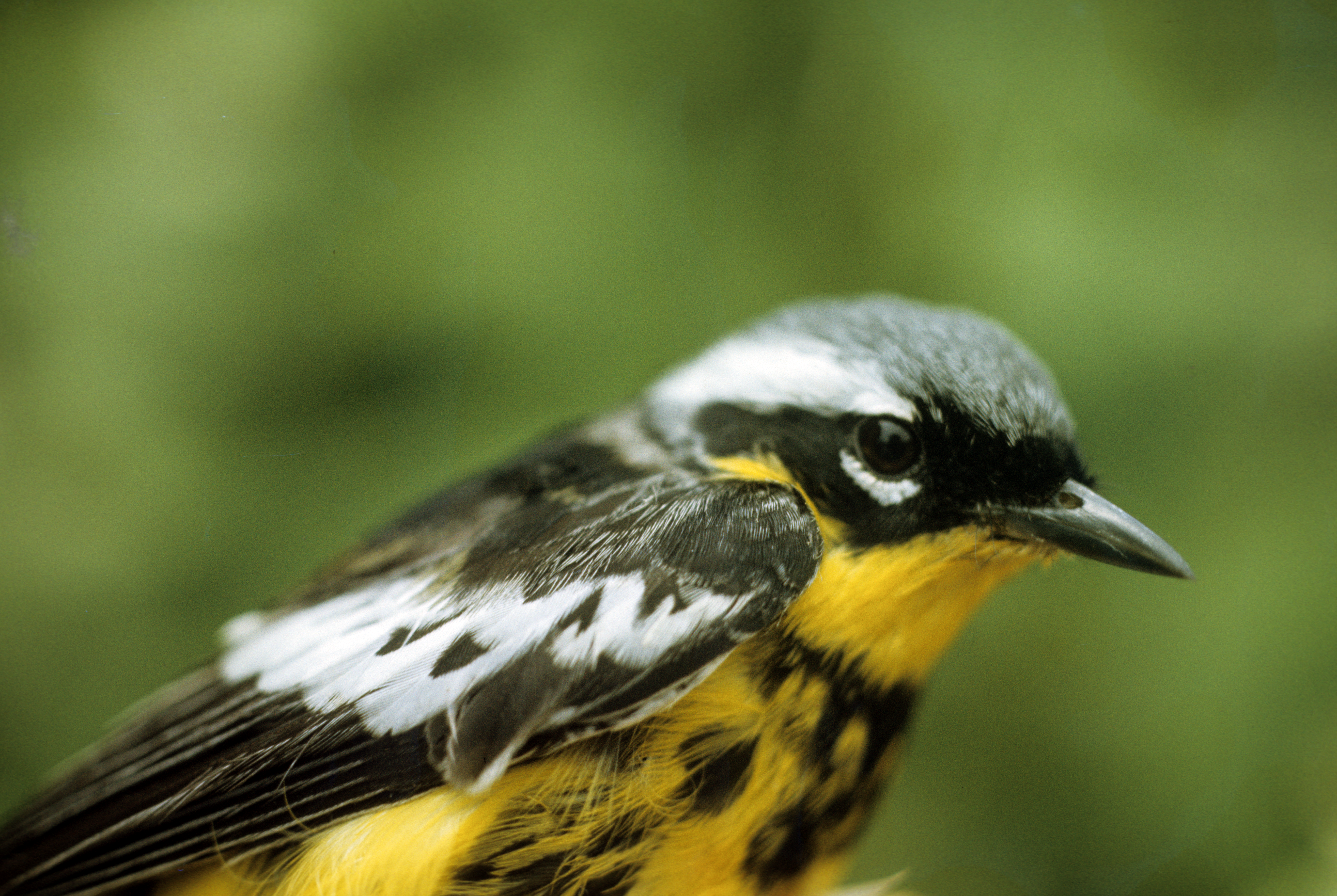 Magnolia Warbler Magnolia Warbler