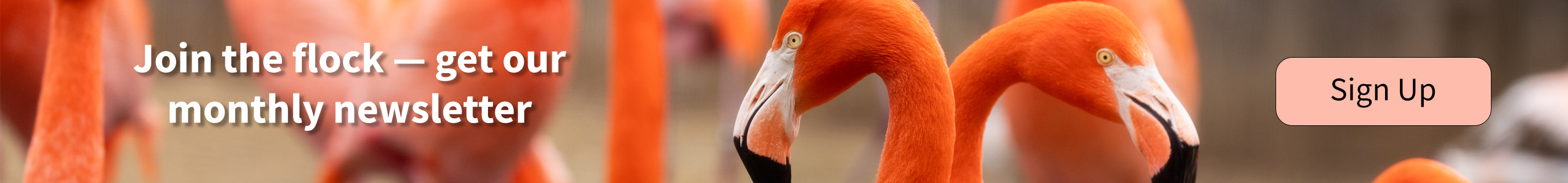 Join the flock — get our monthly newsletter. With flamingos!