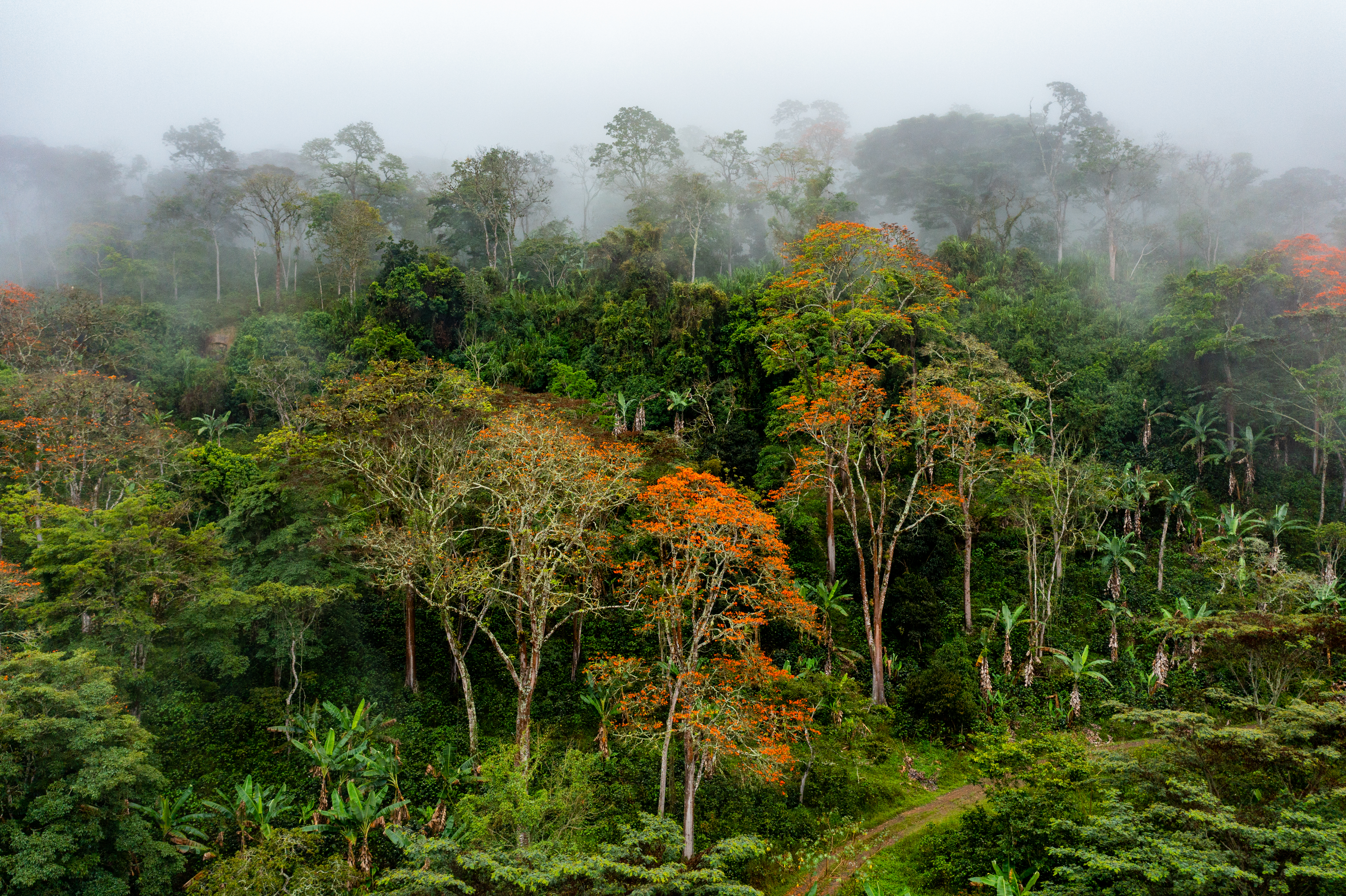 Shade Grown Coffee Farm in Colombia