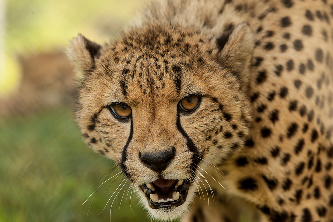 Cheetah bearing its fangs