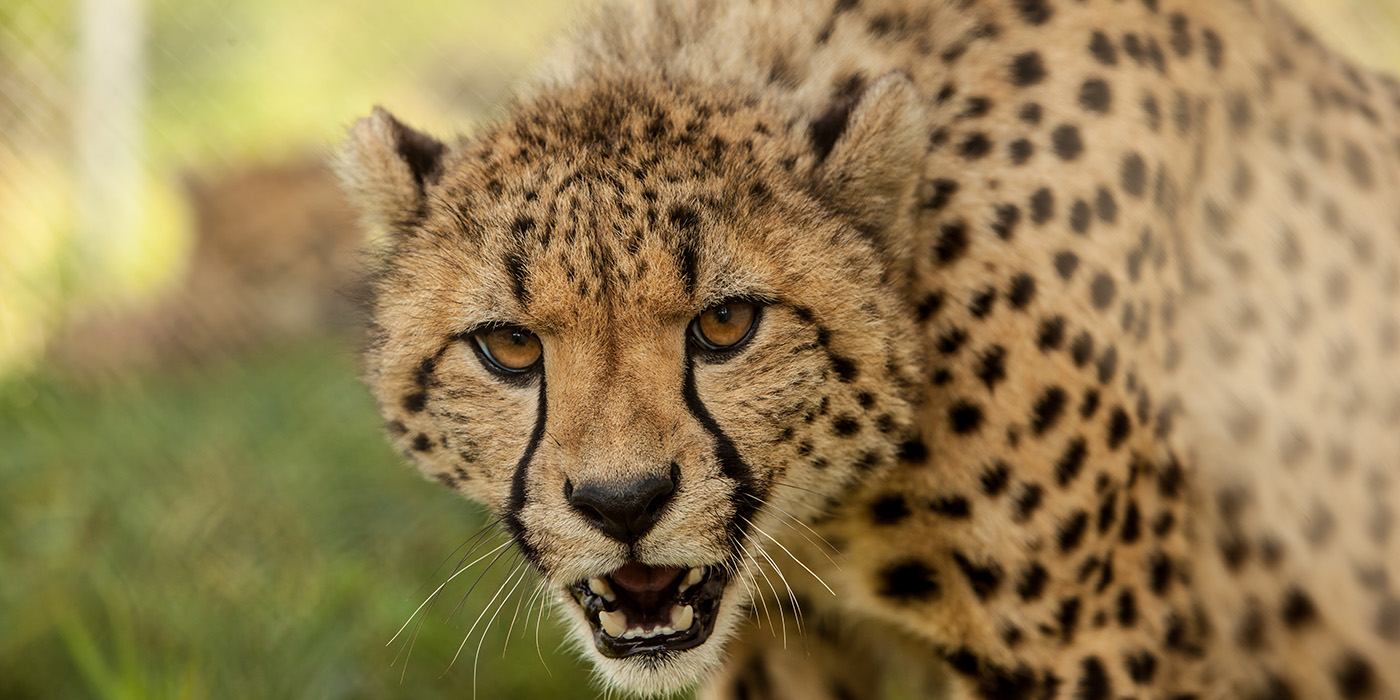A cheetah bearing its sharp teeth