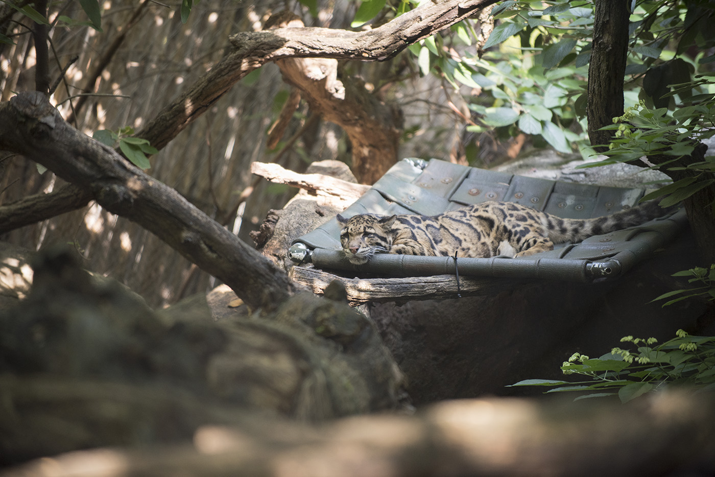 Clouded leopard napping in the shade.