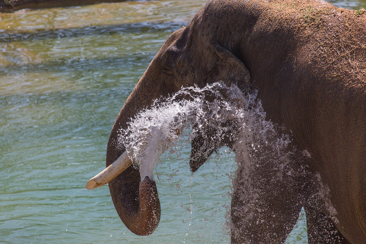 Male Asian elephant sprays himself with a trunk full of water.