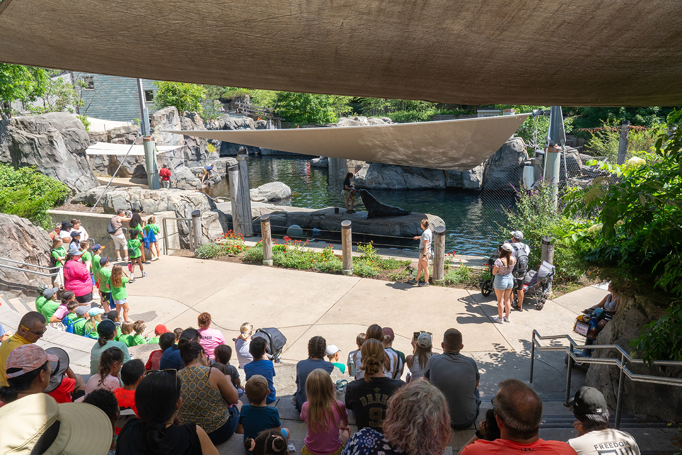 Visitors watch a sea lion demonstration at American Trail.