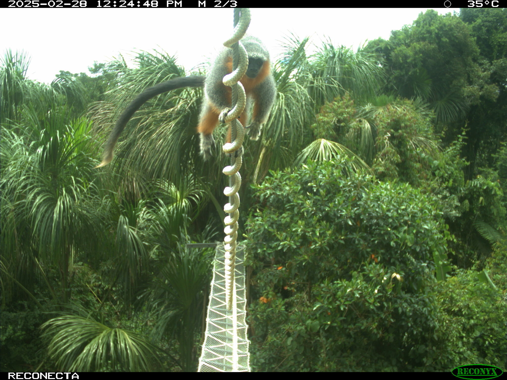 Camera trap image of an Alta Floresta titi monkey crossing a canopy bridge.