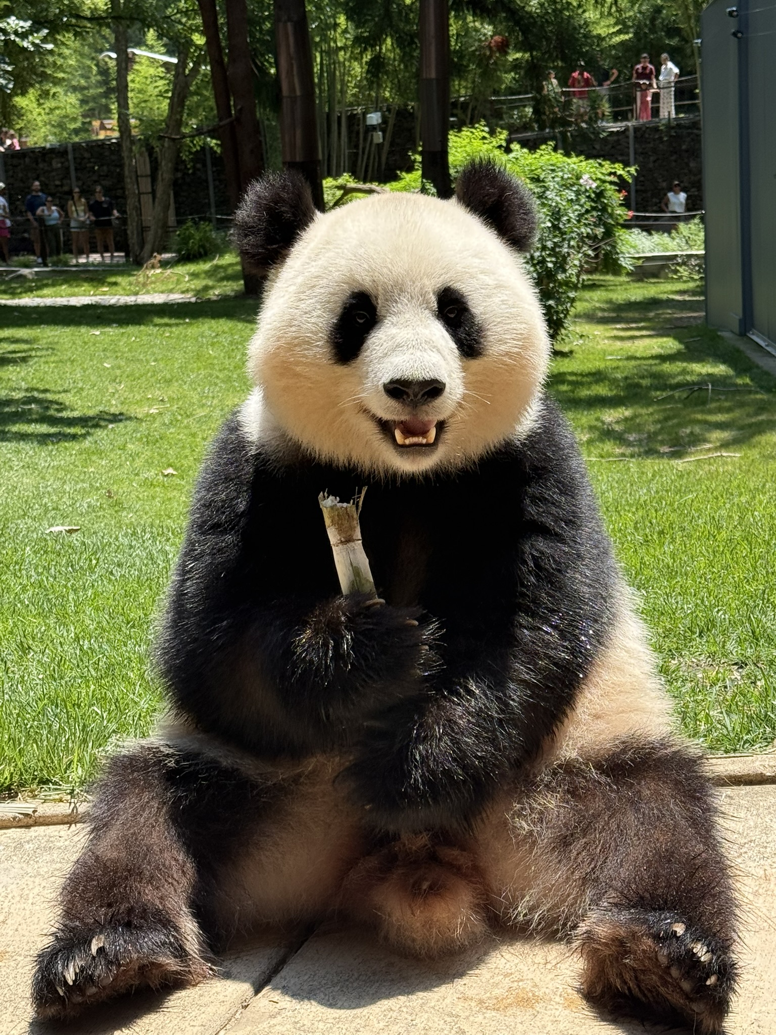 Qing Bao eats a stalk of bamboo outside.