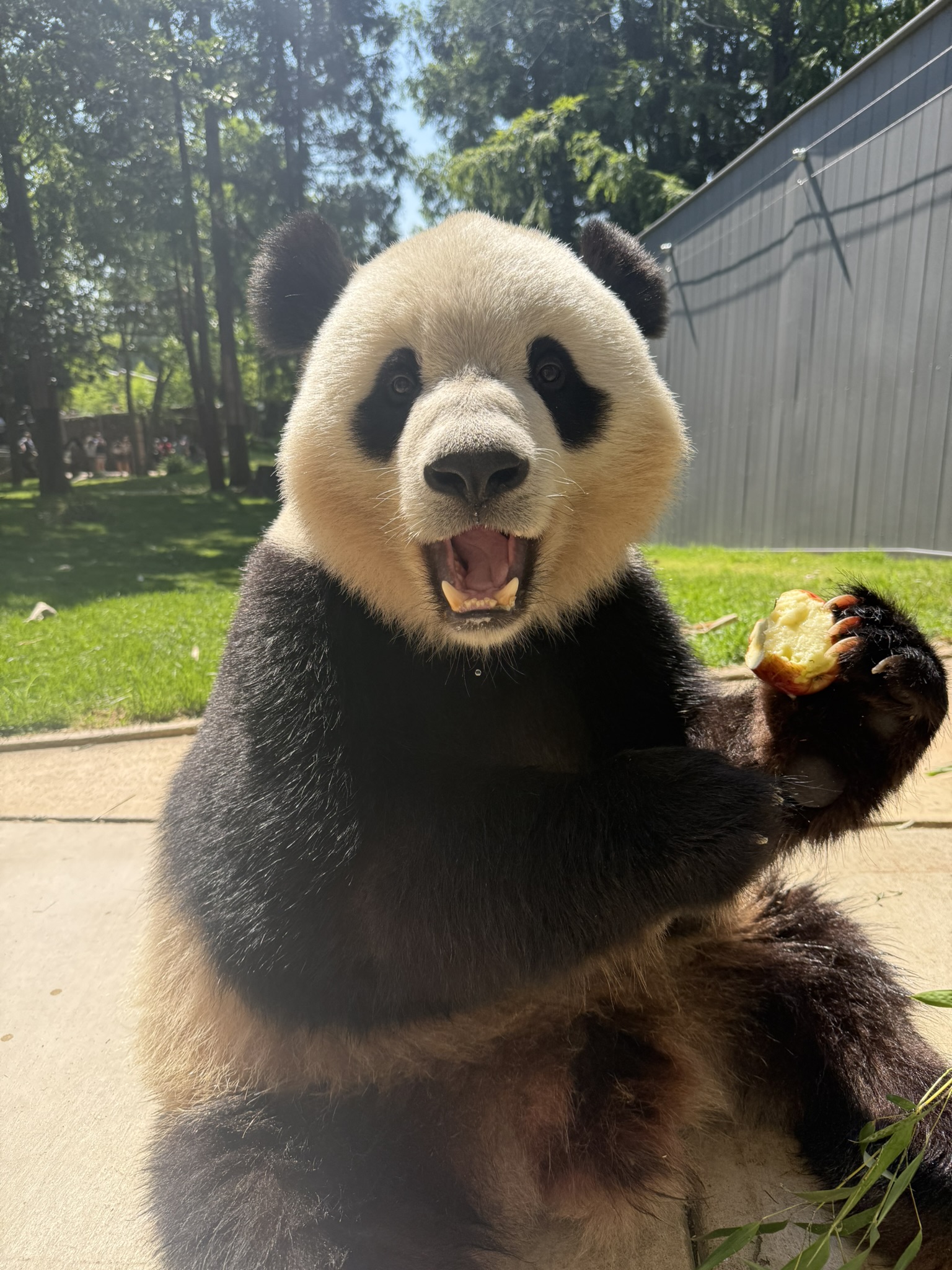Bao Li munches on an apple outside.