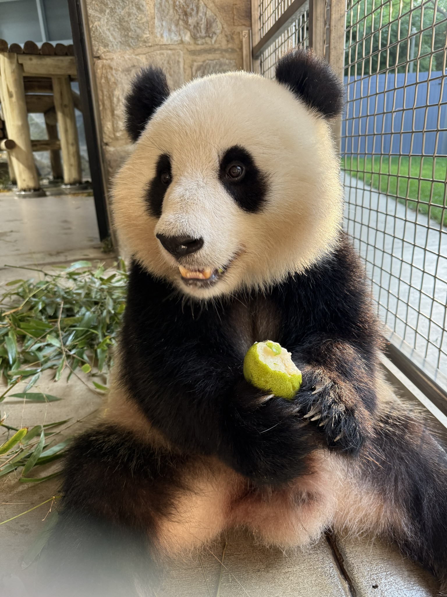Qing Bao eats a pear.