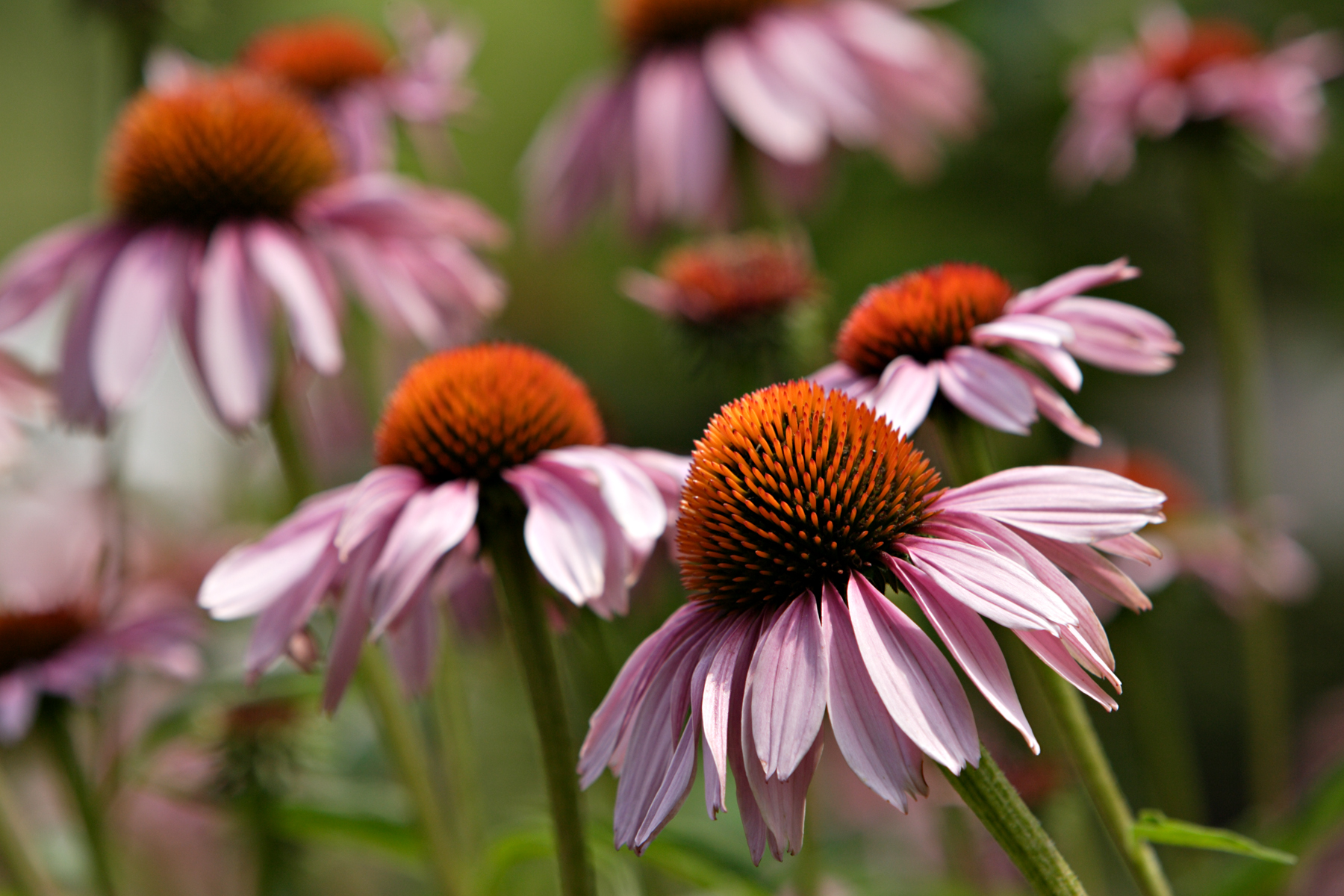 The blooms of a purple coneflower.