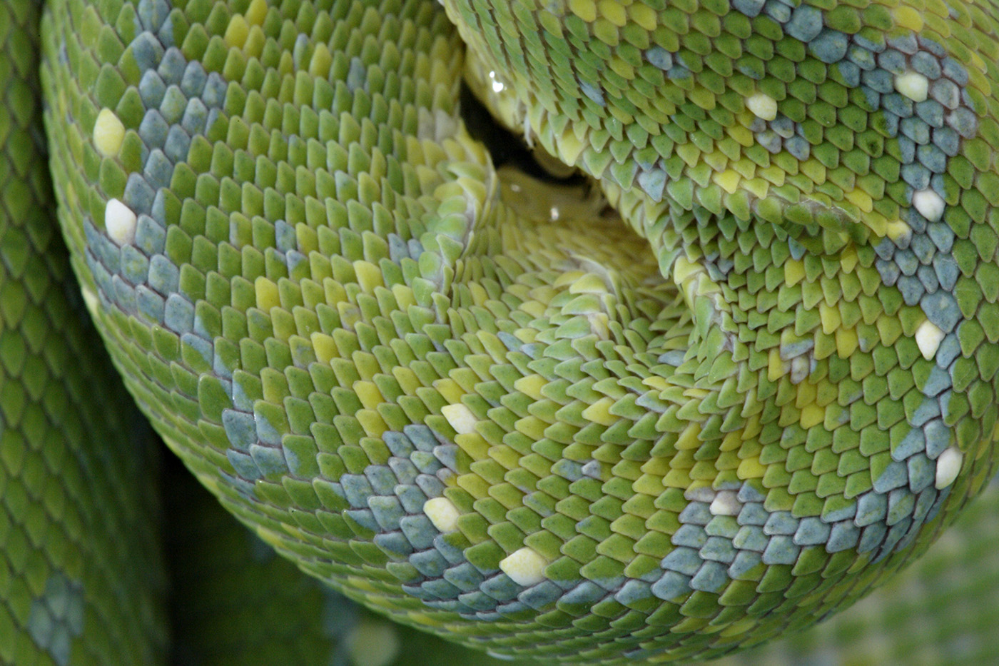 Closeup of the green and blue gem-like scales of a green tree python