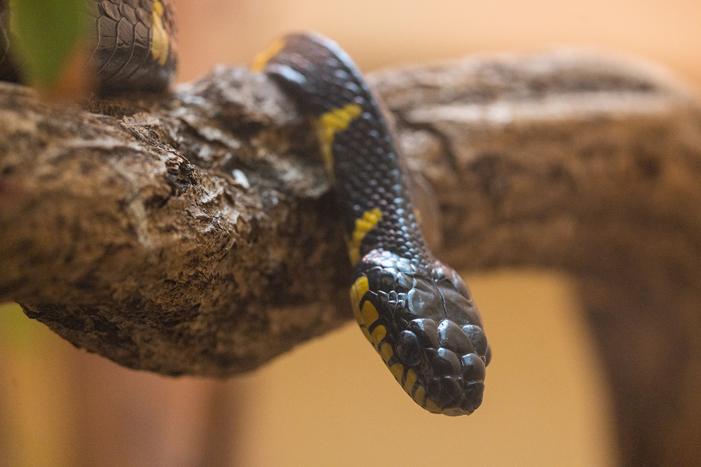 Mangrove snake climbing a tree branch