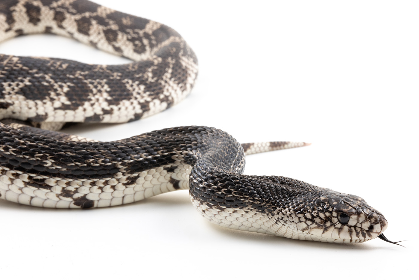 Northern pine snake on a flat, white surface