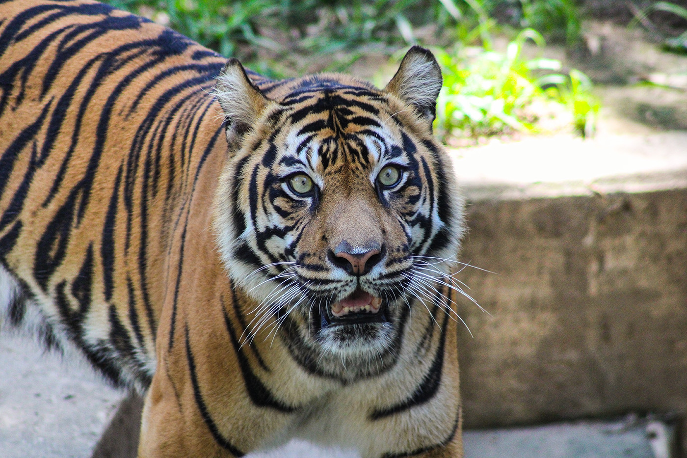 Sumatran tiger looks up from her habitat