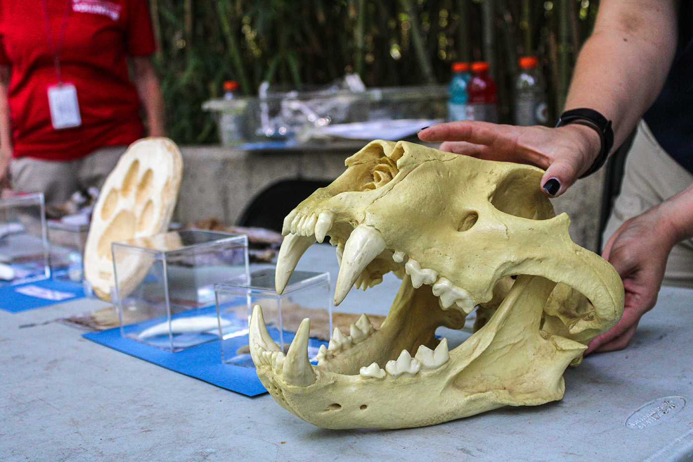 Replica of a large cat skull on an informative display table.