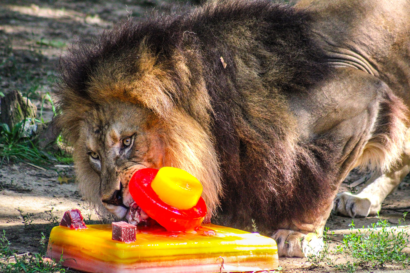 Lion interacting with an ice cake