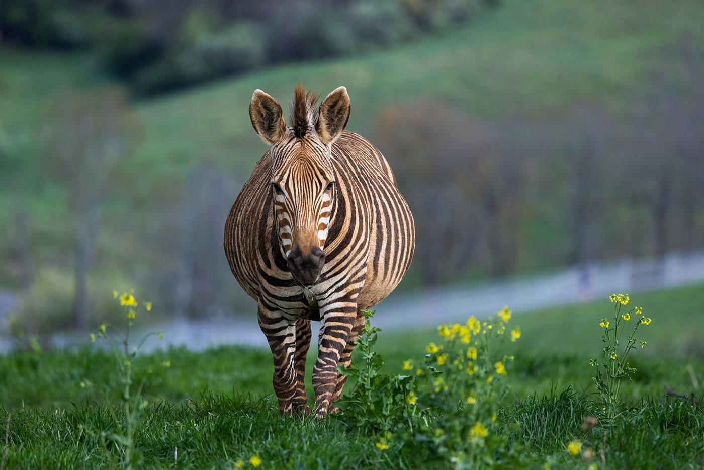 Pregnant zebra with a full belly walks towards the camera.